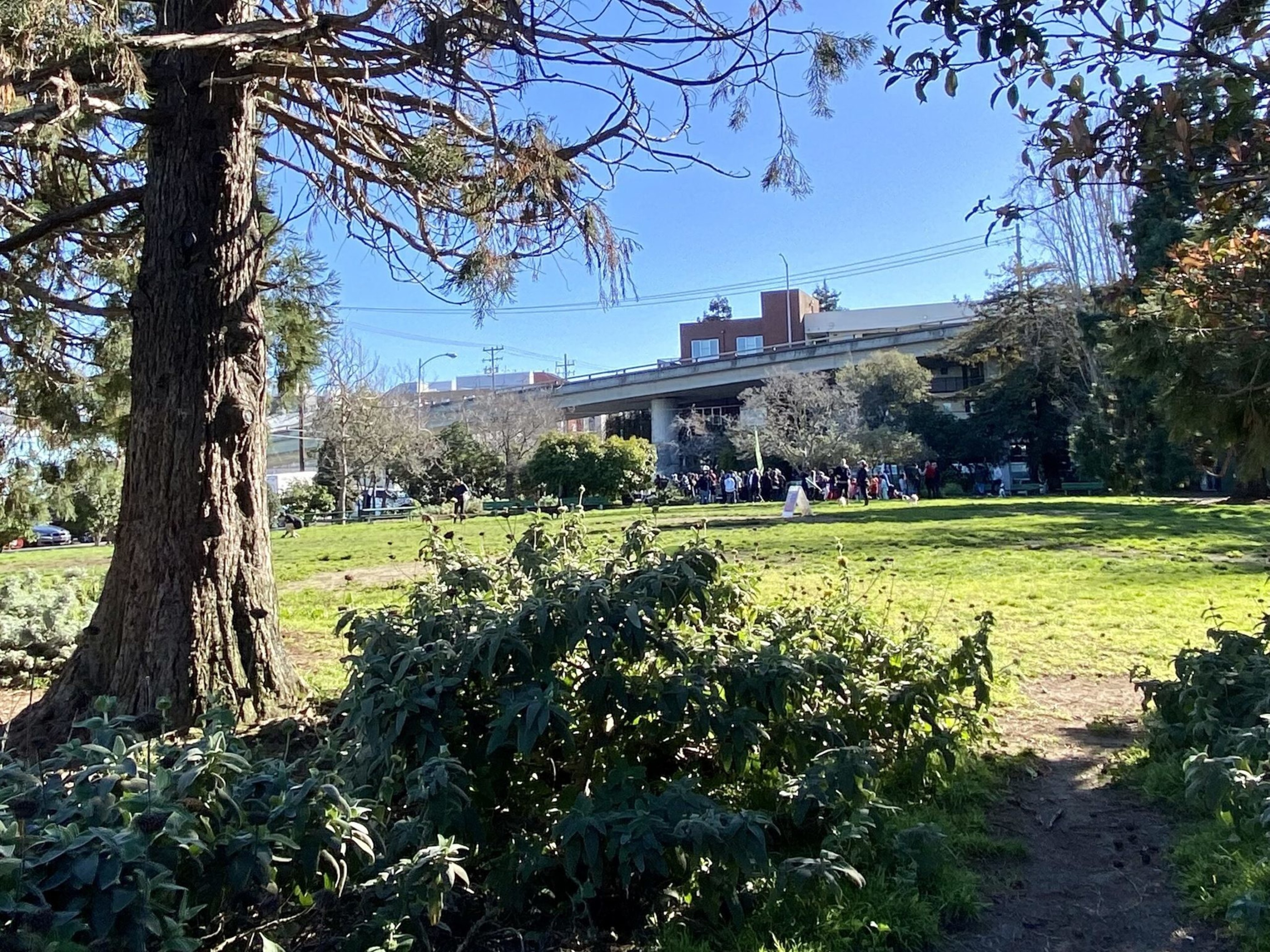A group of people stands near trees under a highway overpass, with a large tree and bushes in the sunlit foreground of a grassy park.