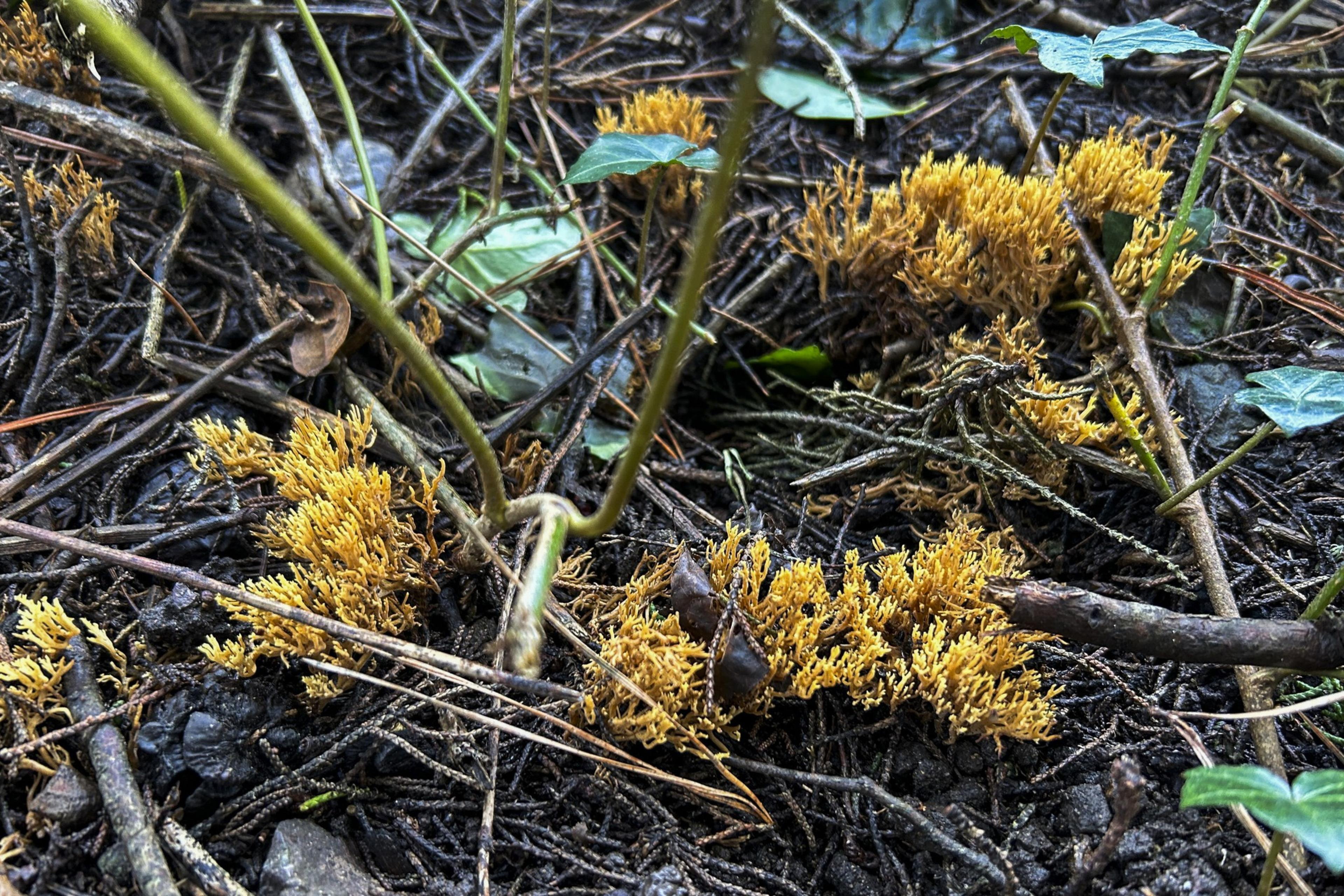 golden-colored coral mushrooms grow in patches on a forest floor