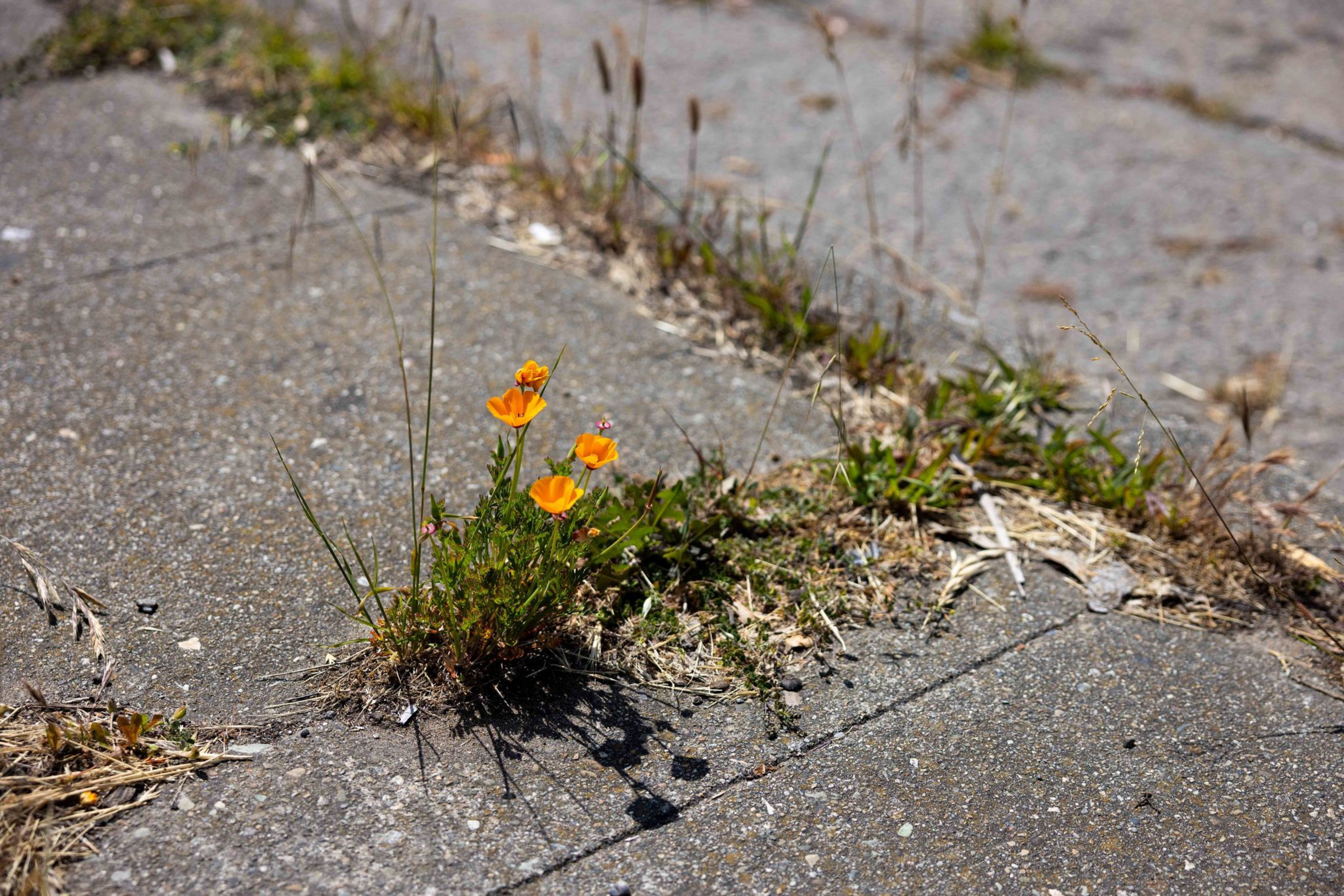 A small cluster of vibrant orange flowers grows through cracked pavement, surrounded by green grass and scattered dry patches, in bright sunlight.