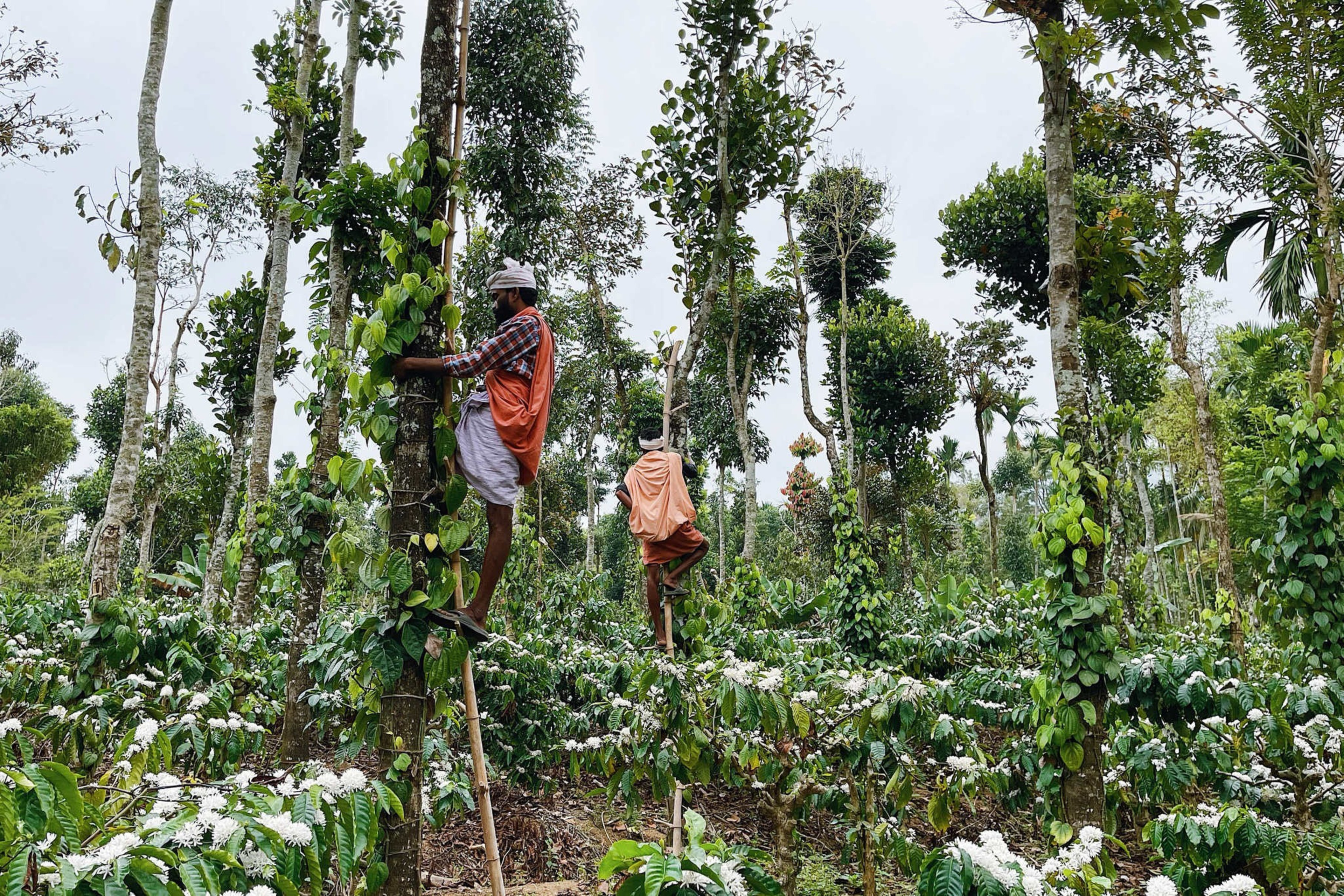 Two men climb tall wooden poles in a lush green forest filled with flowering coffee plants and trees covered in vines.