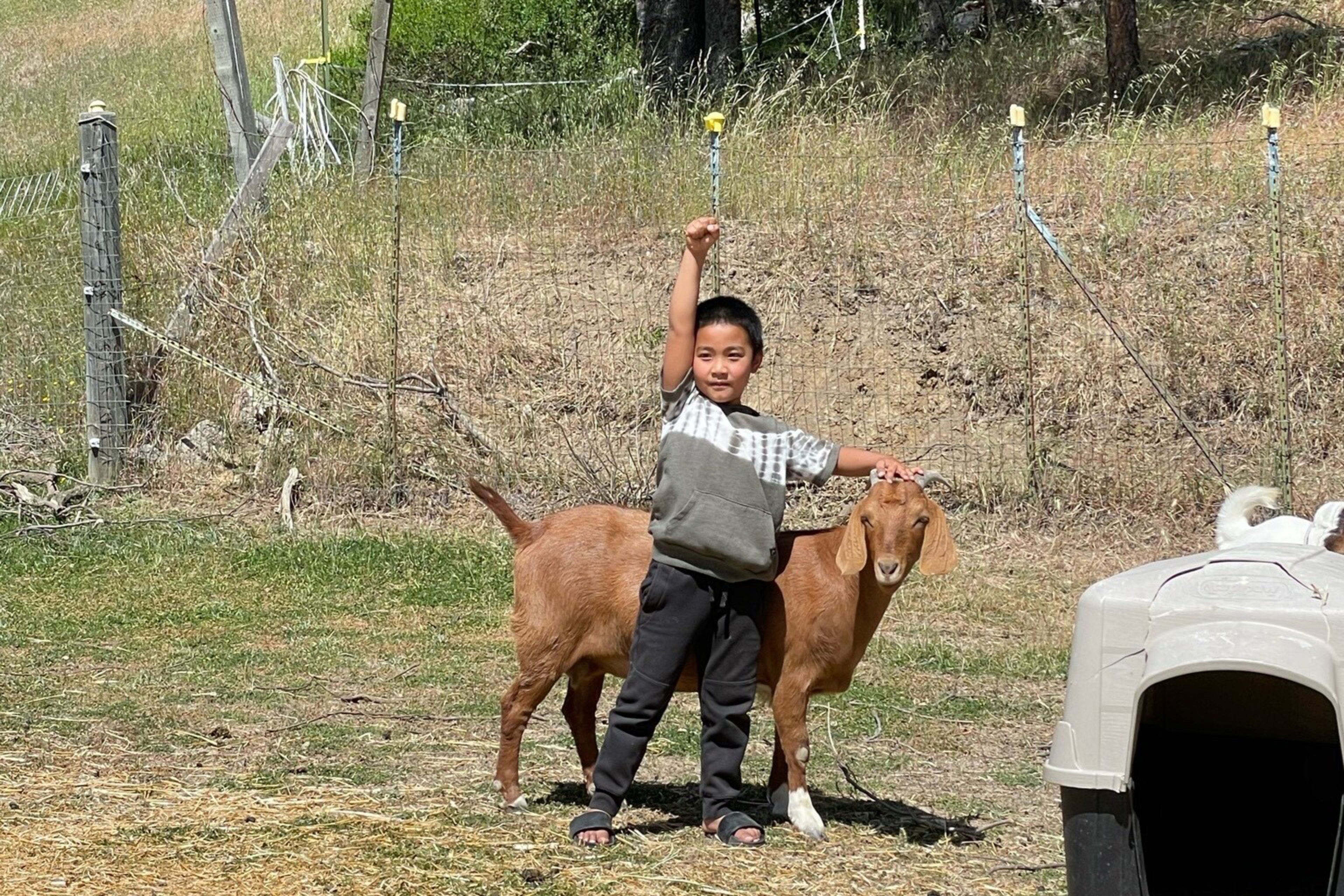 A young boy stands outdoors holding one arm up and petting a brown goat beside him, with a fenced area and a small plastic shelter nearby.