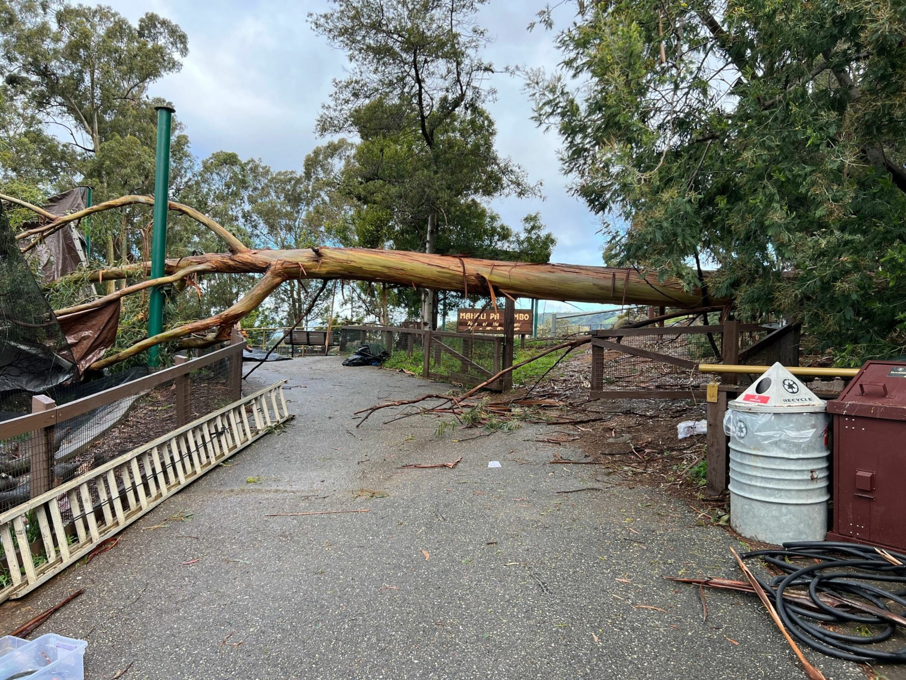 A large fallen tree blocks a paved path between fences, with branches and debris scattered around and a metal trash bin to the right.