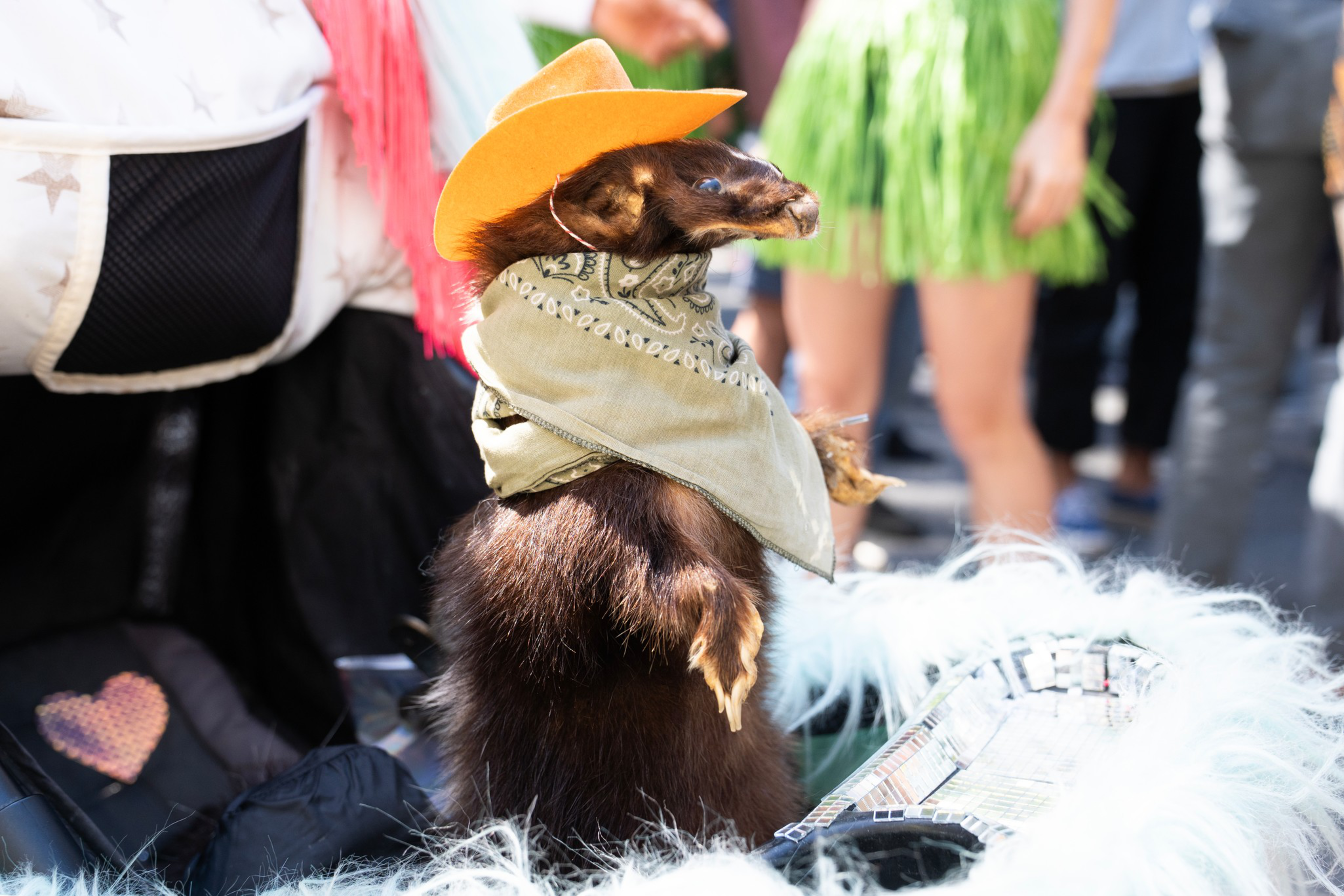 A taxidermy marten dressed with a tan bandana and an orange cowboy hat, standing upright among people in a festive outdoor setting.