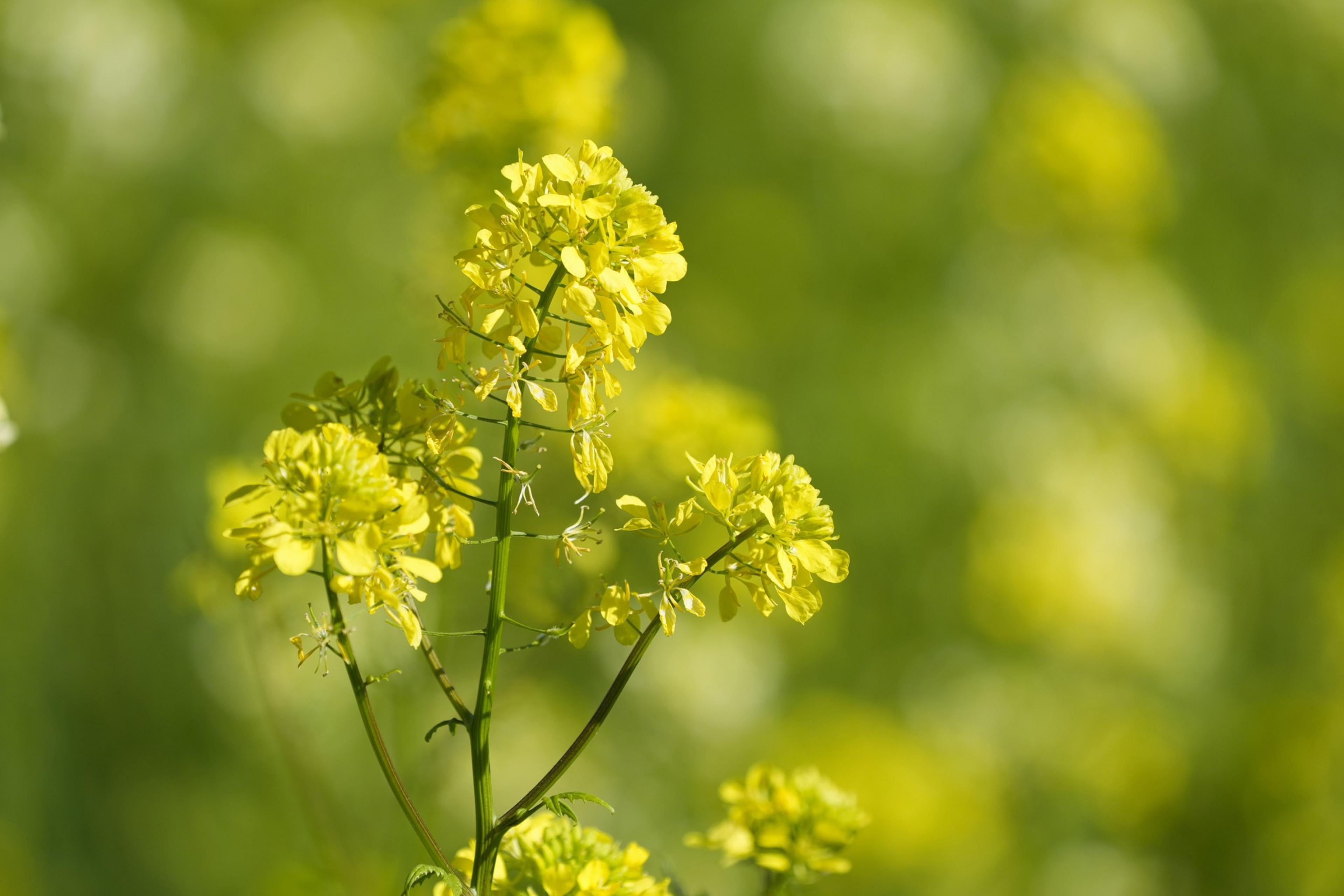 Mustard plant