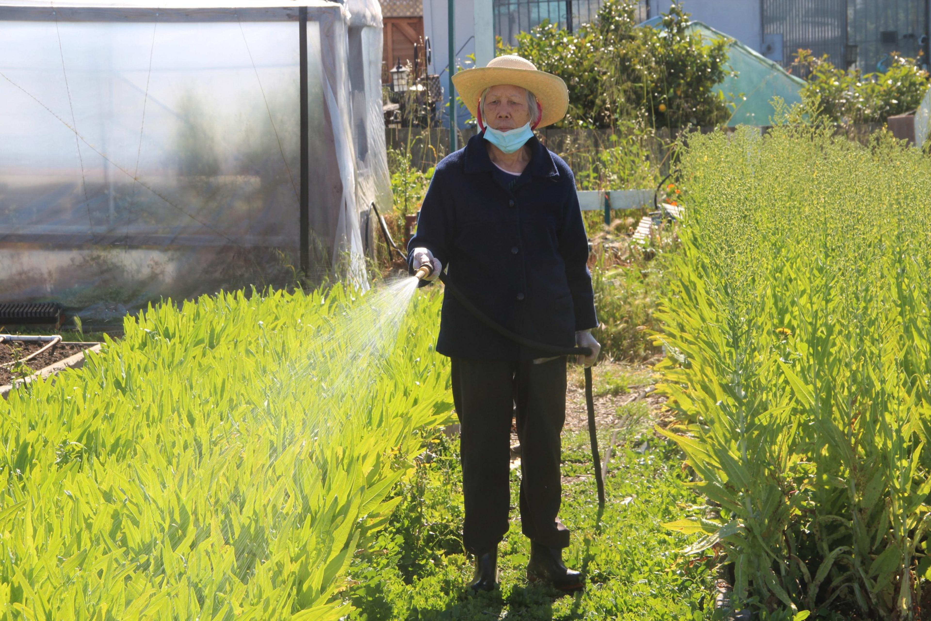 An elderly person in a straw hat is watering plants with a hose in a sunny garden.