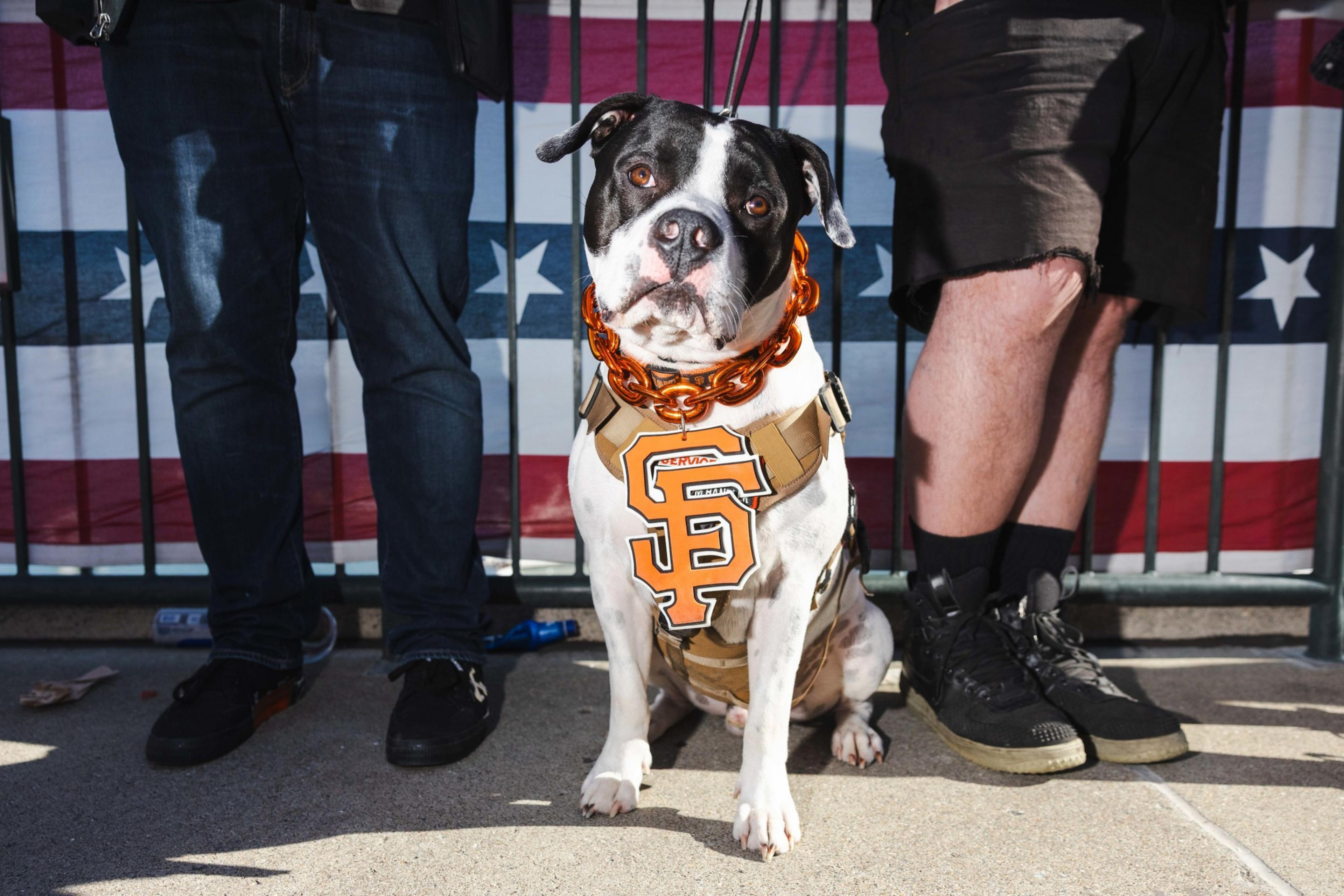 A dog wearing a brown harness with an orange &quot;SF&quot; logo sits between two people's legs. Behind them is a flag with stars and stripes.