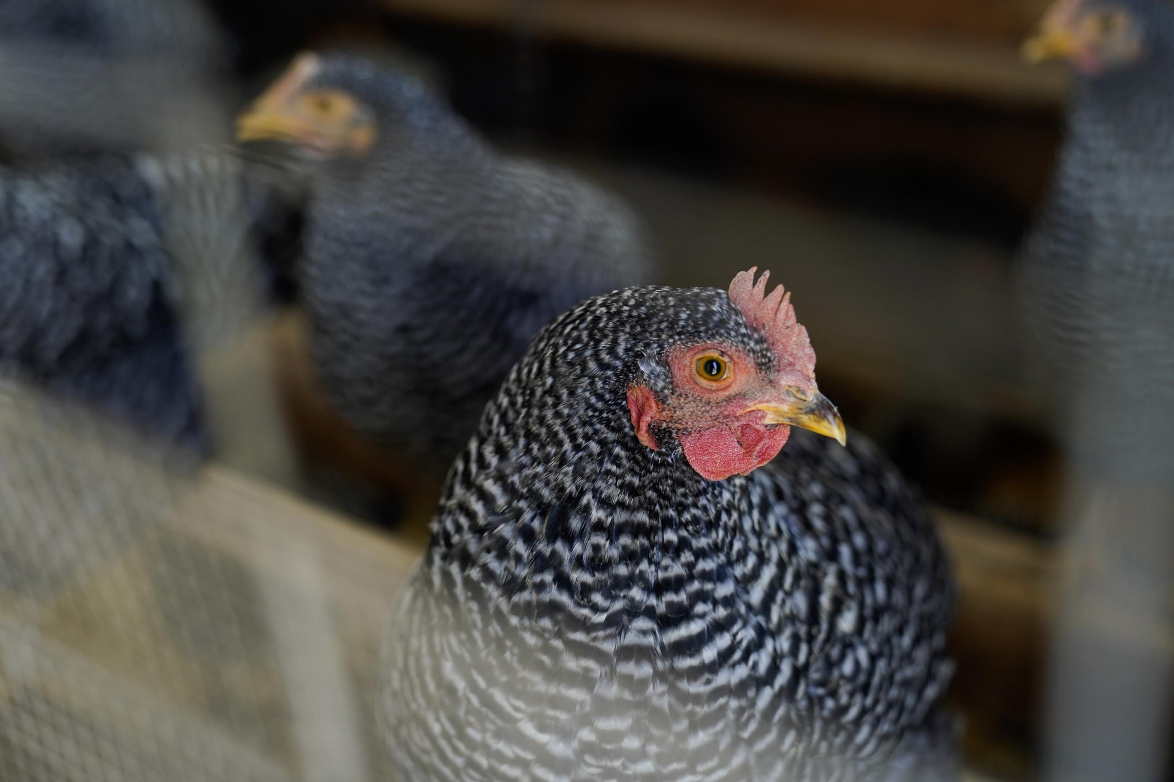 The image shows a close-up of a black-and-white speckled chicken with red comb and wattles, looking intently with other chickens blurred in the background.