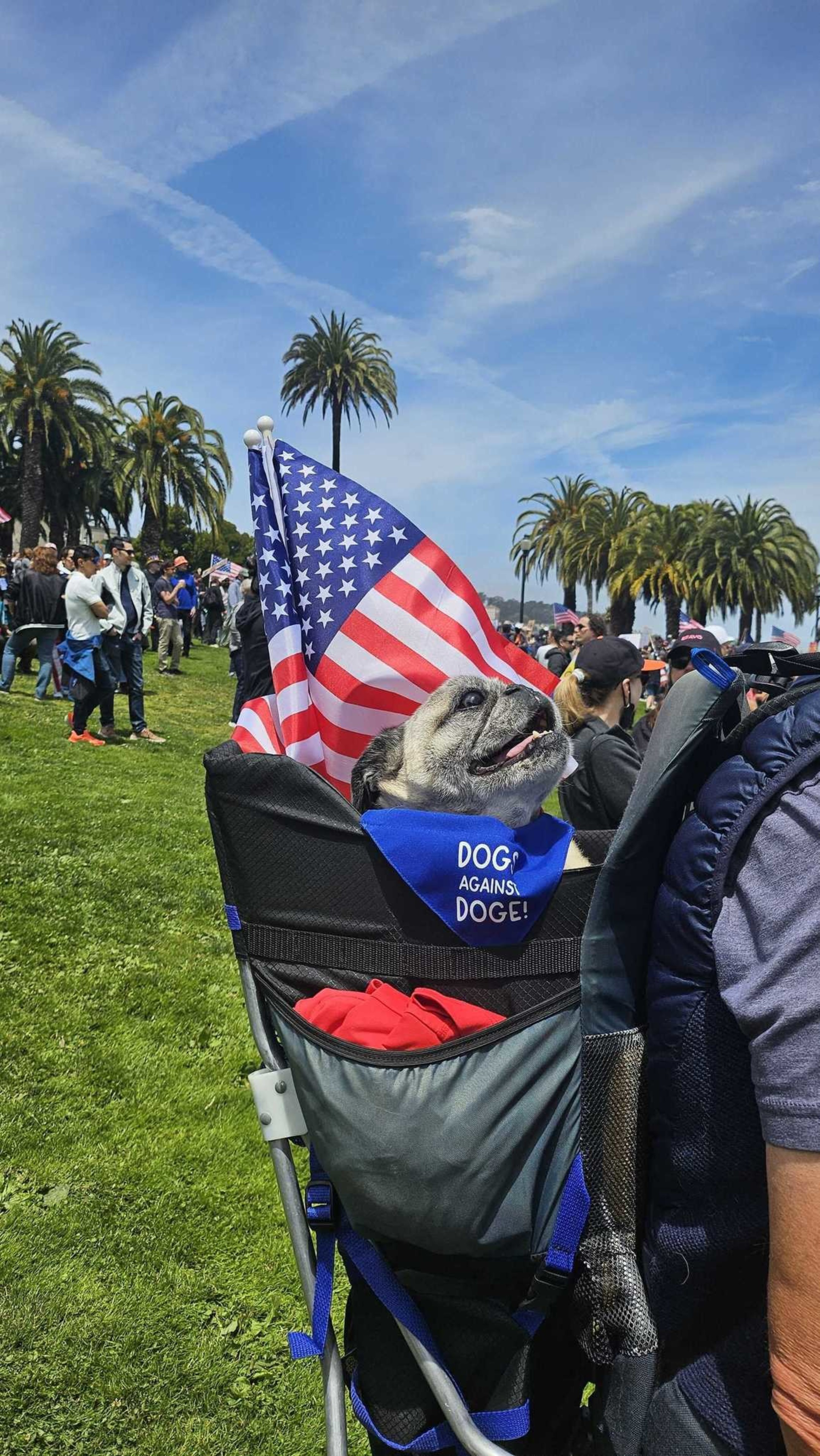 A dog in a carrier wears a bandana reading &quot;Dogs Against Doge&quot; and sits among a crowd with American flags on a sunny day with palm trees in the background.