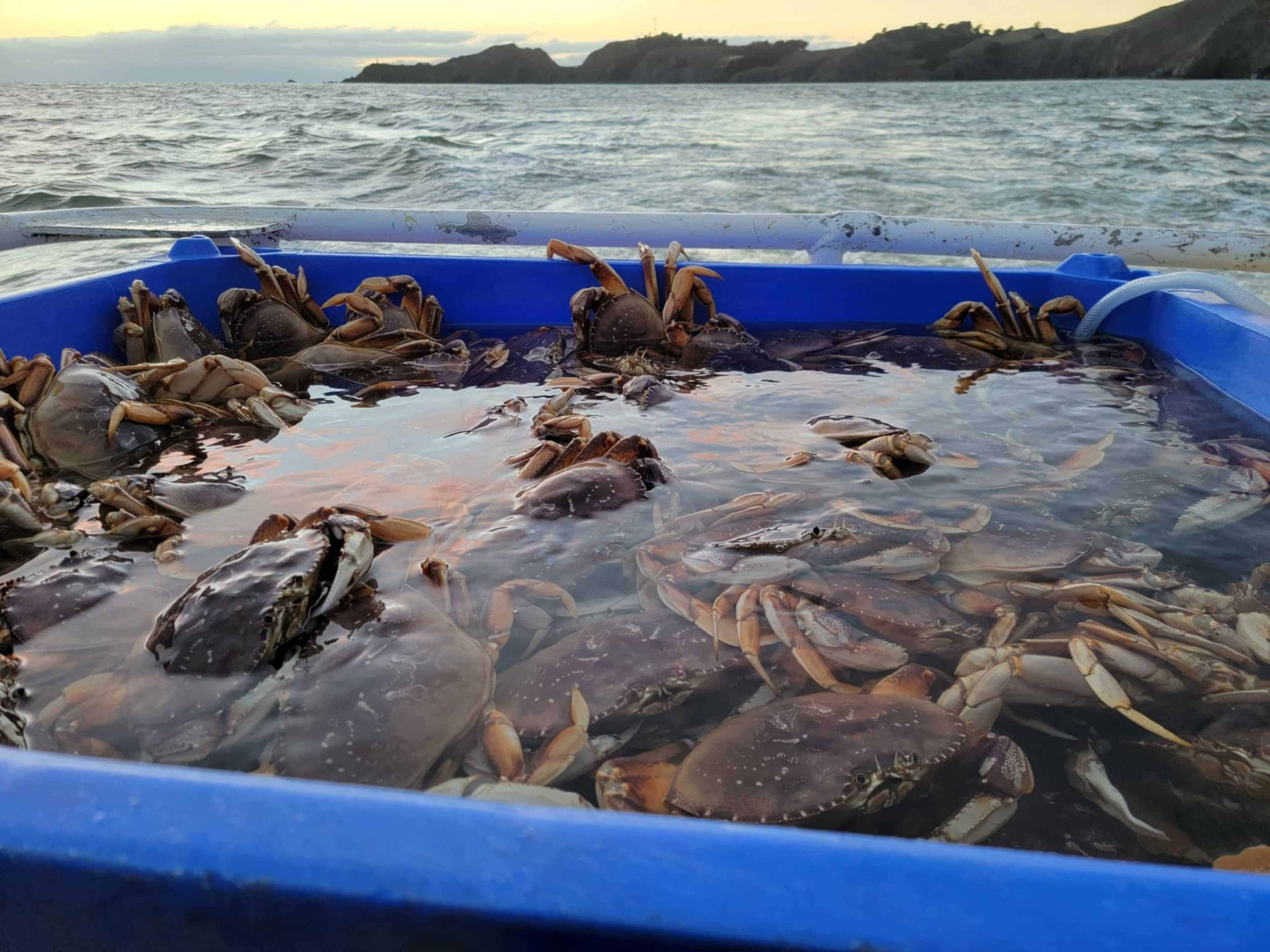 A blue container holds several live crabs in shallow water, set against a backdrop of the ocean and distant rocky cliffs under a cloudy sky.