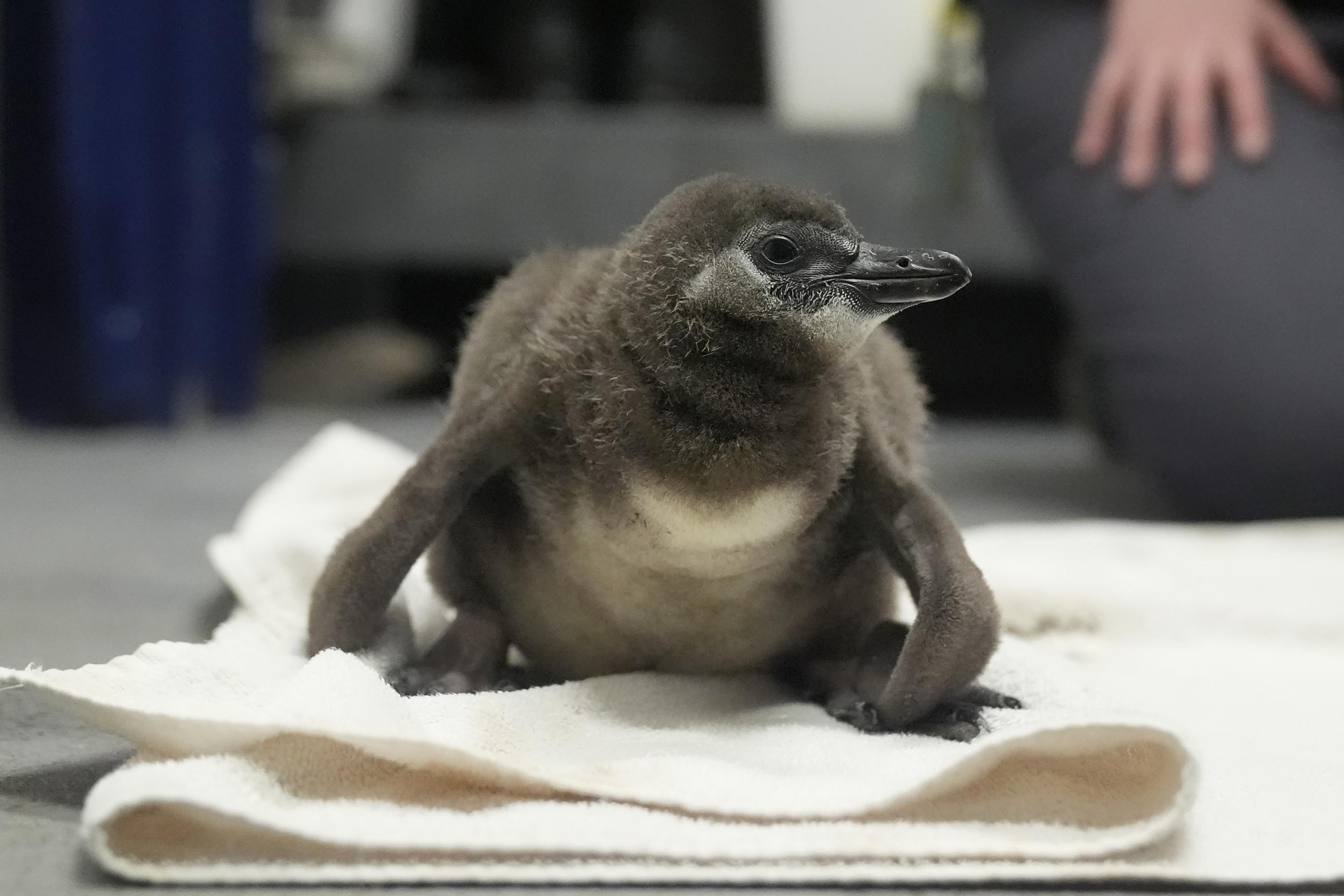 Baby penguin