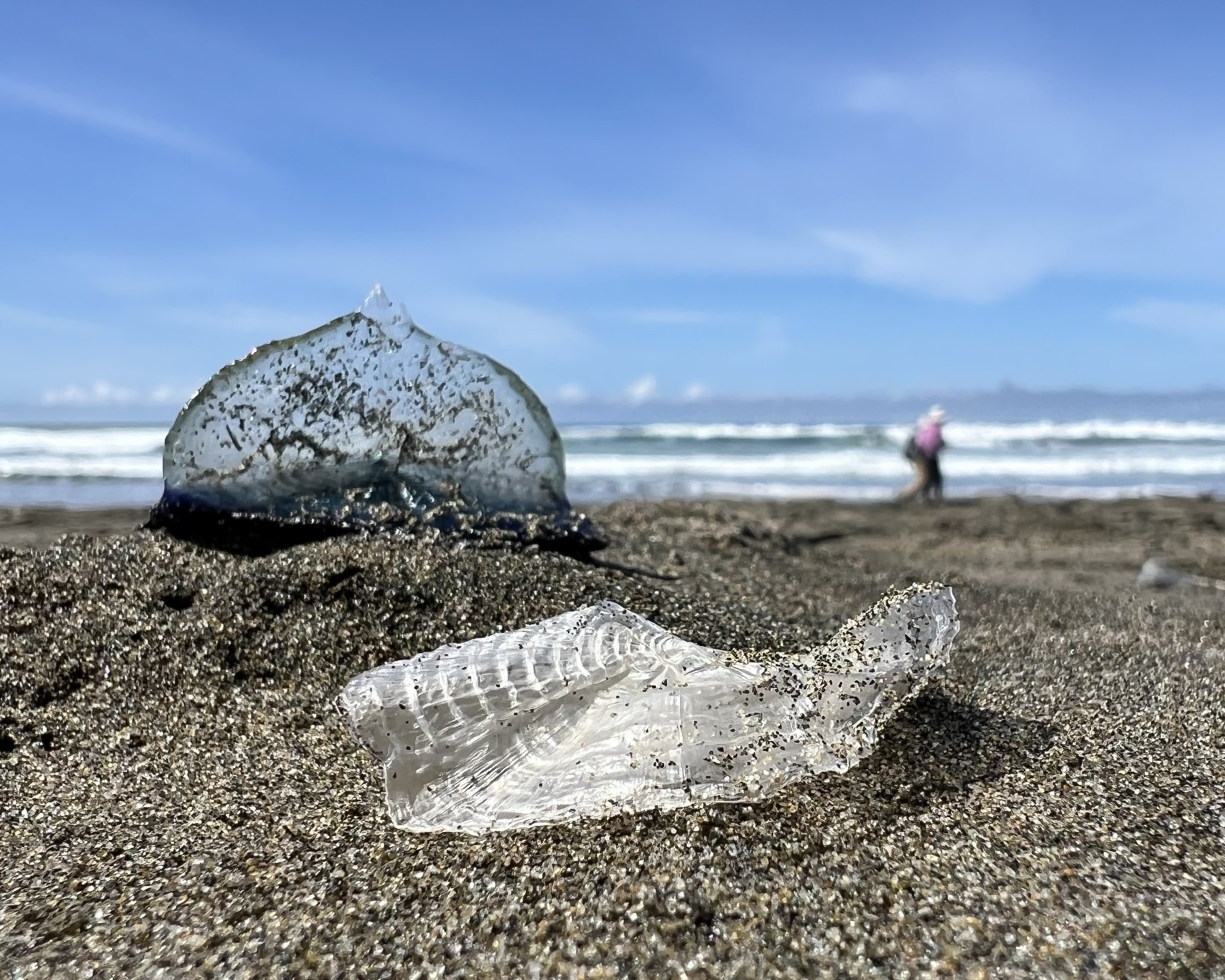 A close-up of jellyfish remains on sand, with waves and a blurred figure in the distance.