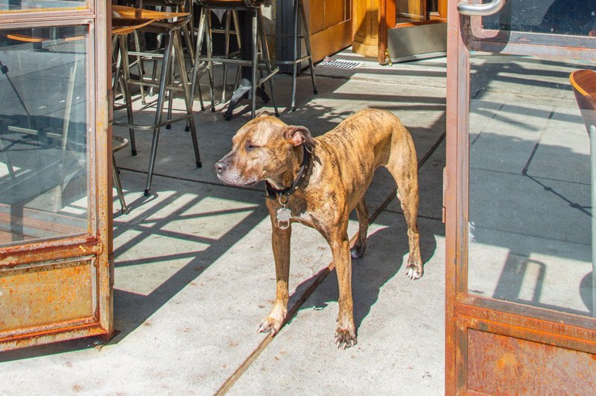 A brindle dog stands calmly on a sunlit patio outside an open glass door with wooden chairs and hanging plants nearby.