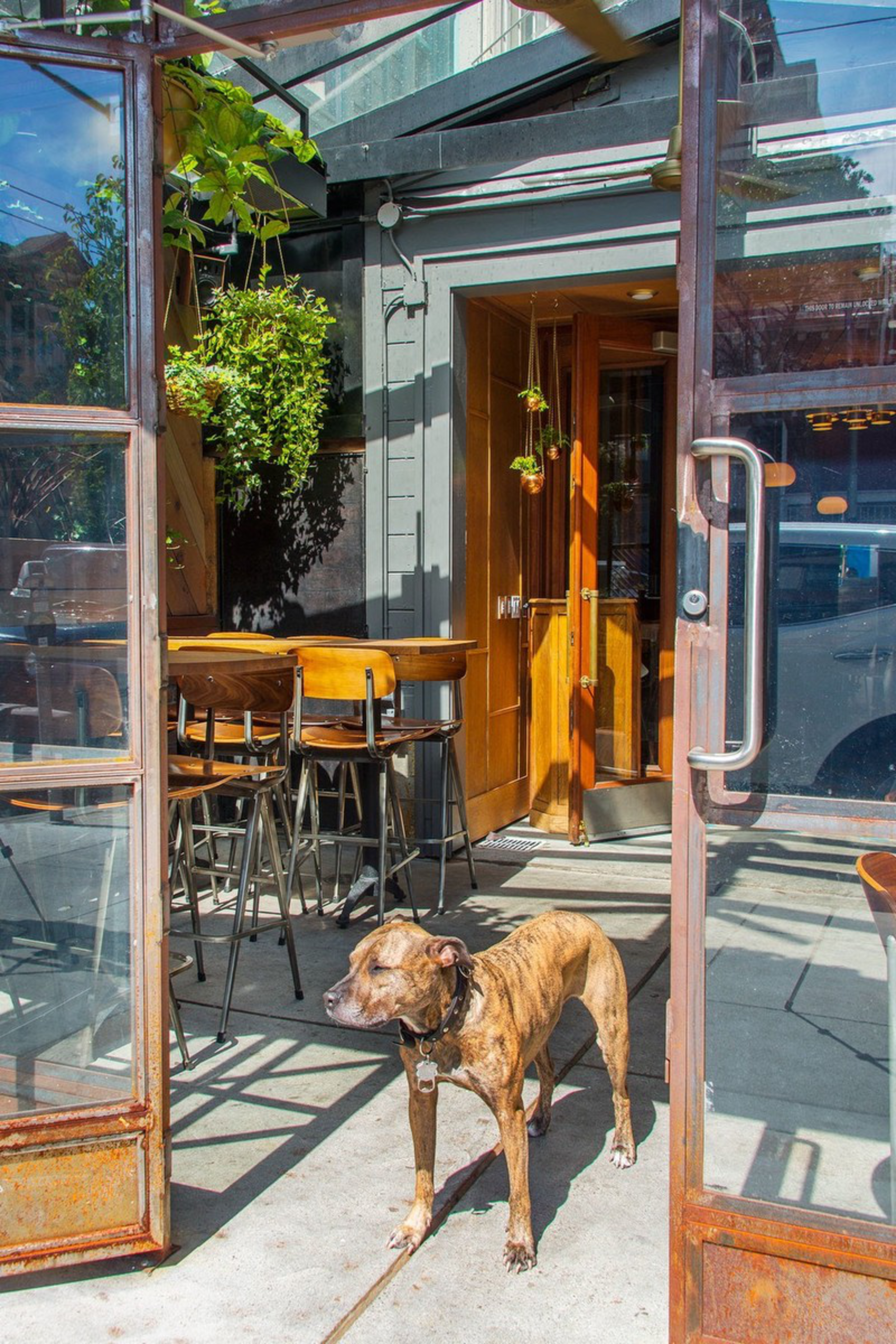 A brindle dog stands calmly on a sunlit patio outside an open glass door with wooden chairs and hanging plants nearby.