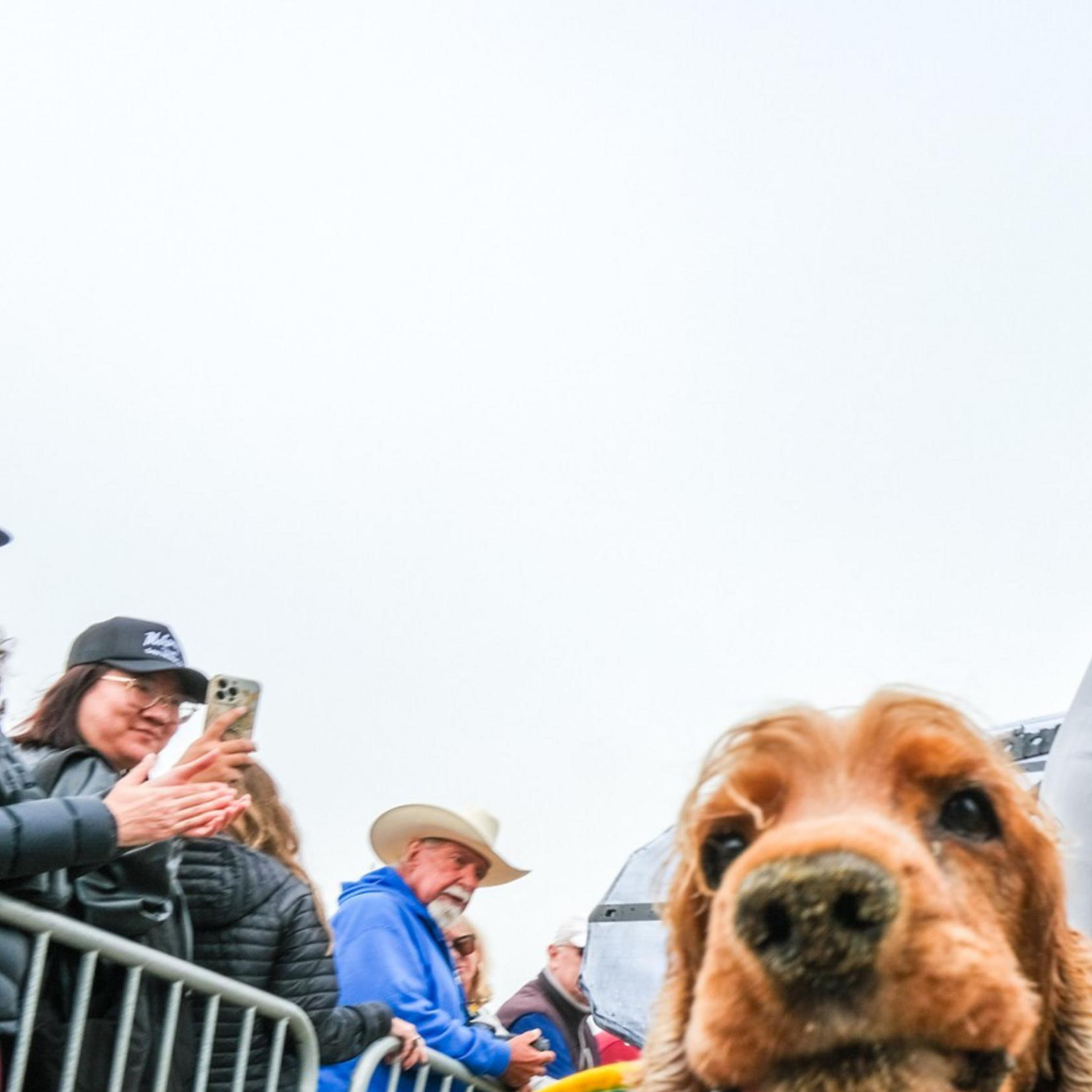 A man in a wetsuit holding a surfboard stands on a beach, surrounded by smiling onlookers behind a fence. Two dogs in life jackets are also in the scene.