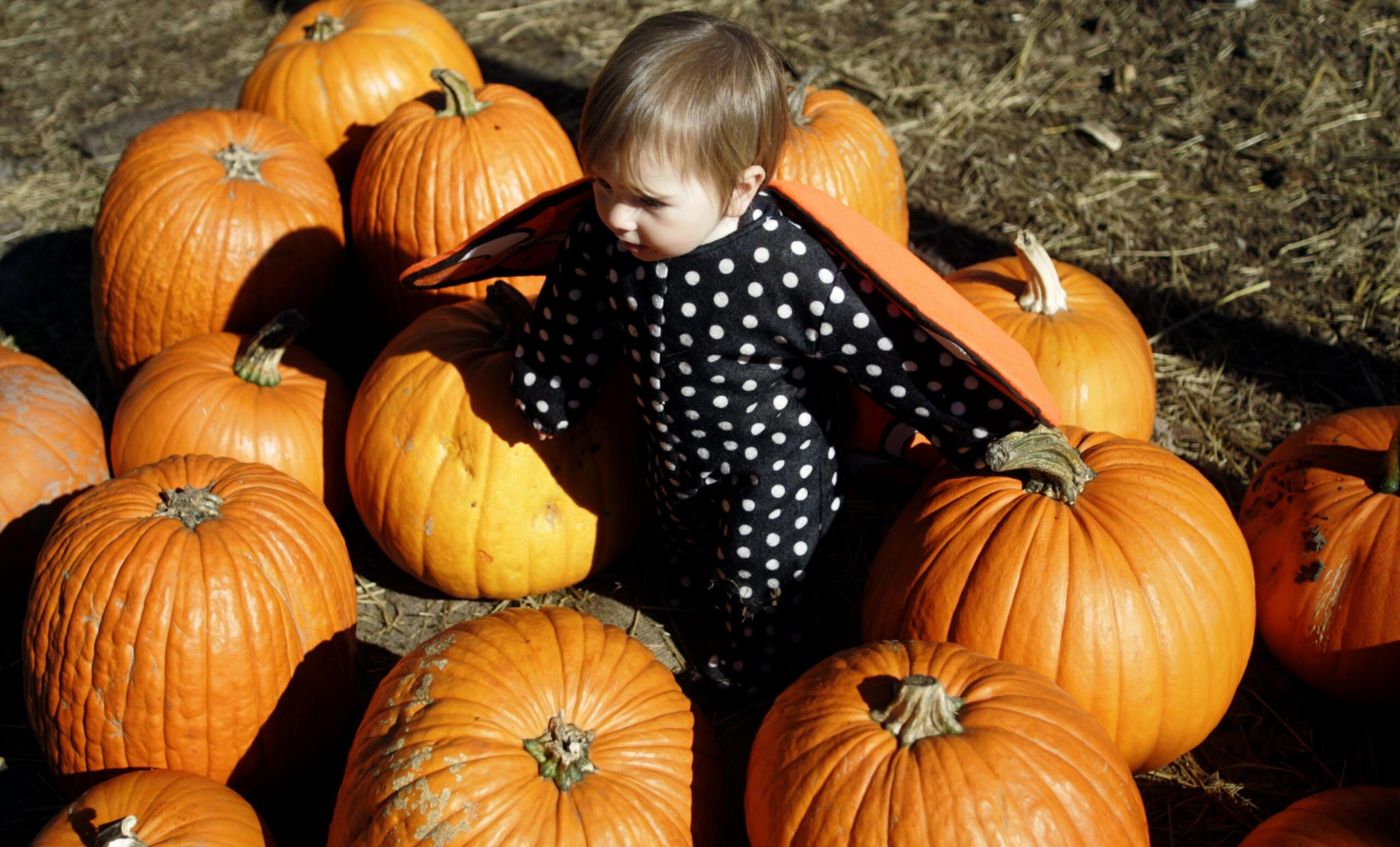 A toddler in a black polka-dot outfit with orange wings stands among several large orange pumpkins on hay-covered ground.