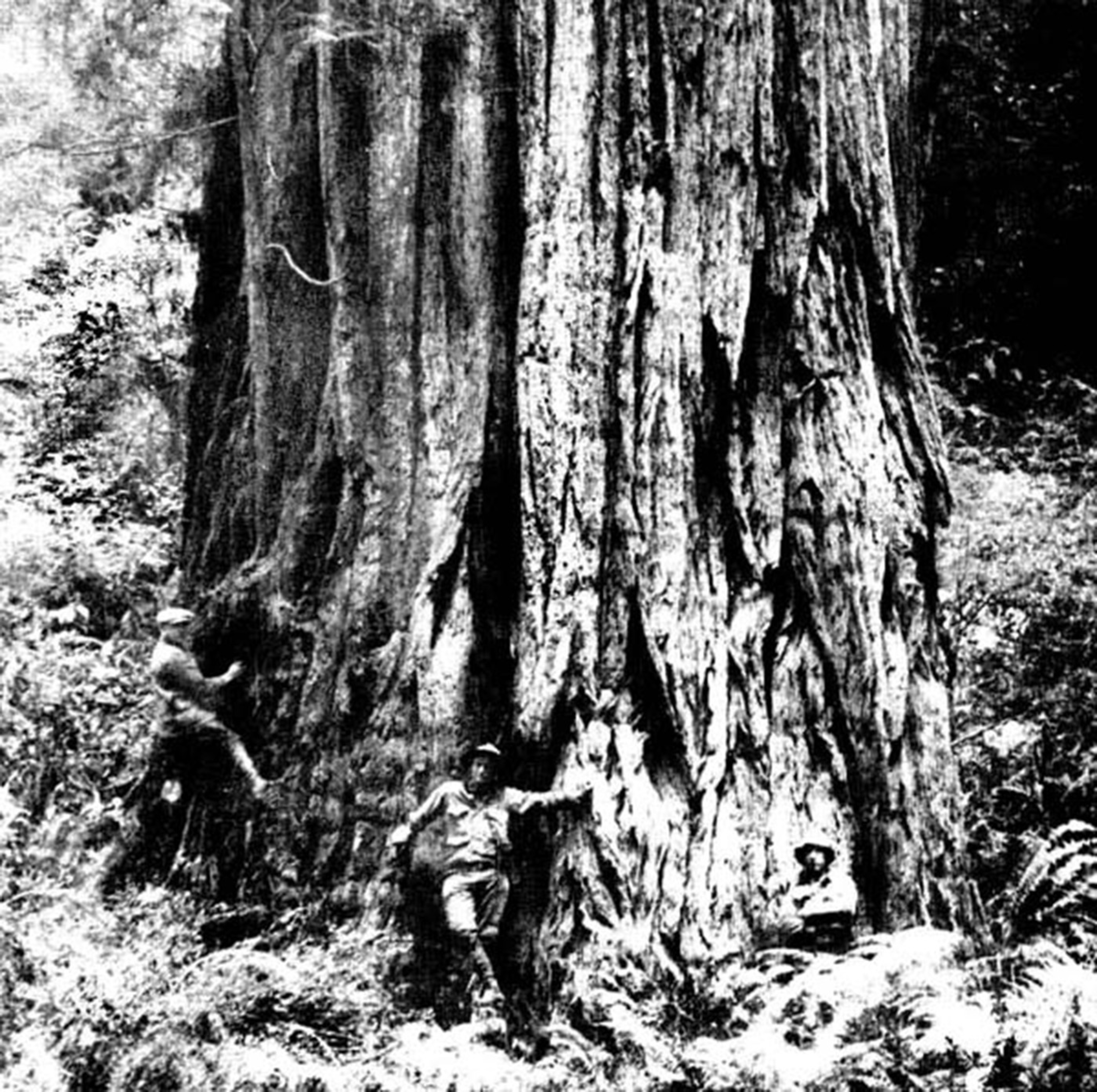 Three men stand and lean against an enormous tree trunk in a dense forest, highlighting the tree's massive size compared to the men.