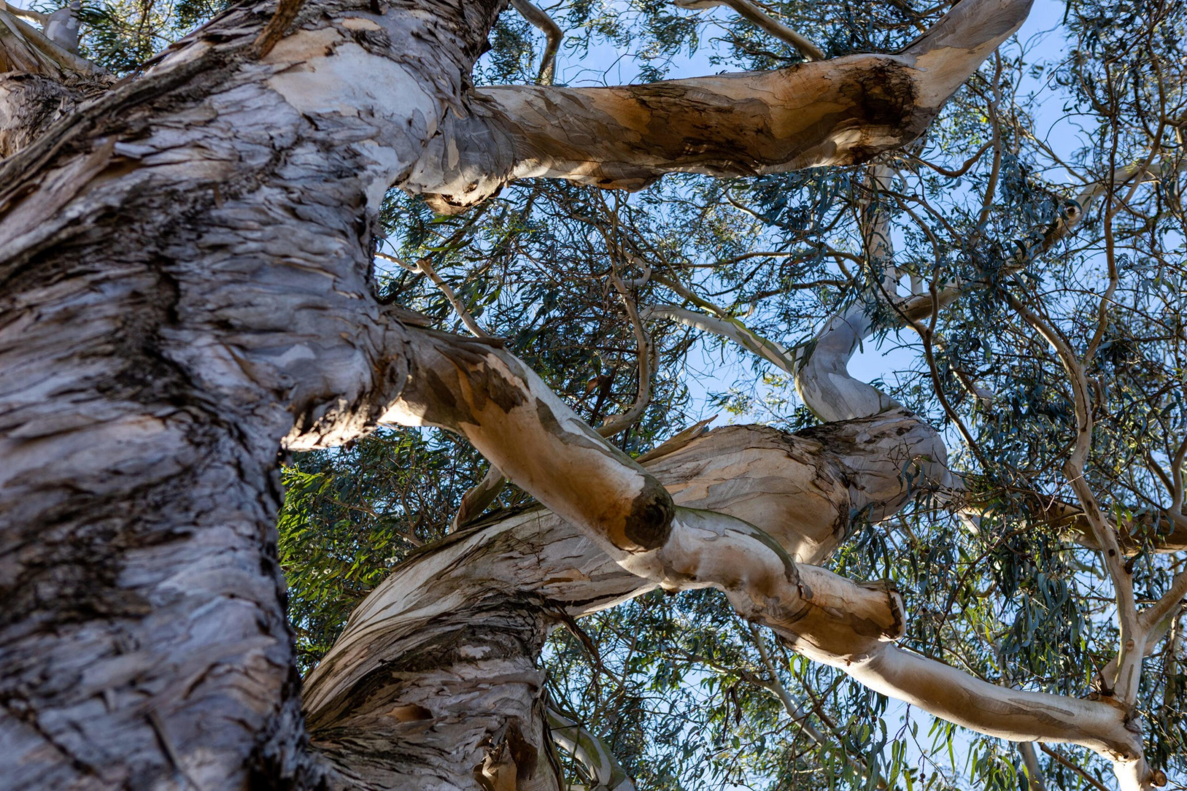 A close-up view looking up at the twisted, peeling bark and branches of a large eucalyptus tree against a clear blue sky.