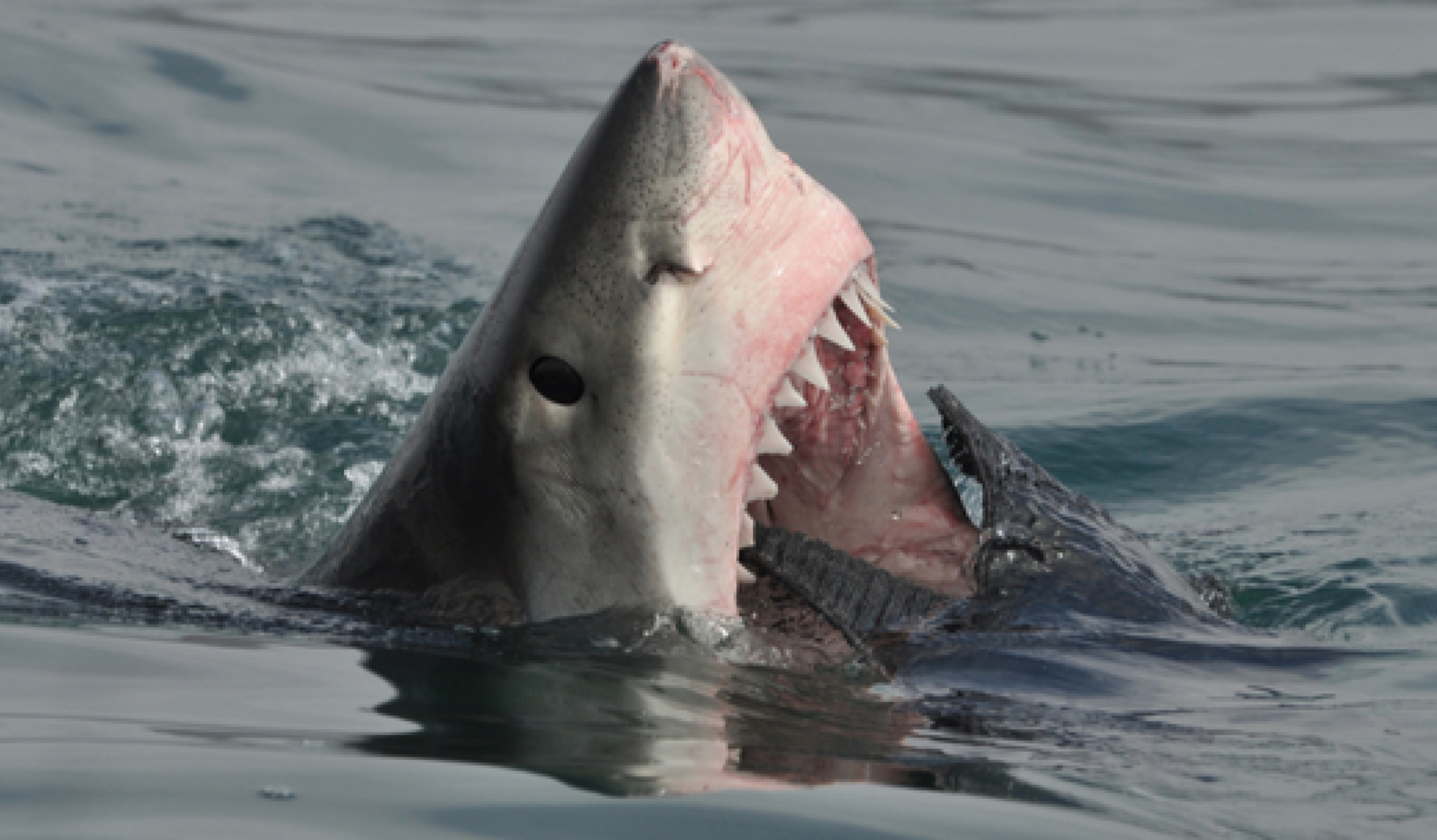 A great white shark with its mouth wide open, showcasing sharp teeth, is emerging from the water. The surrounding ocean appears calm and reflective.