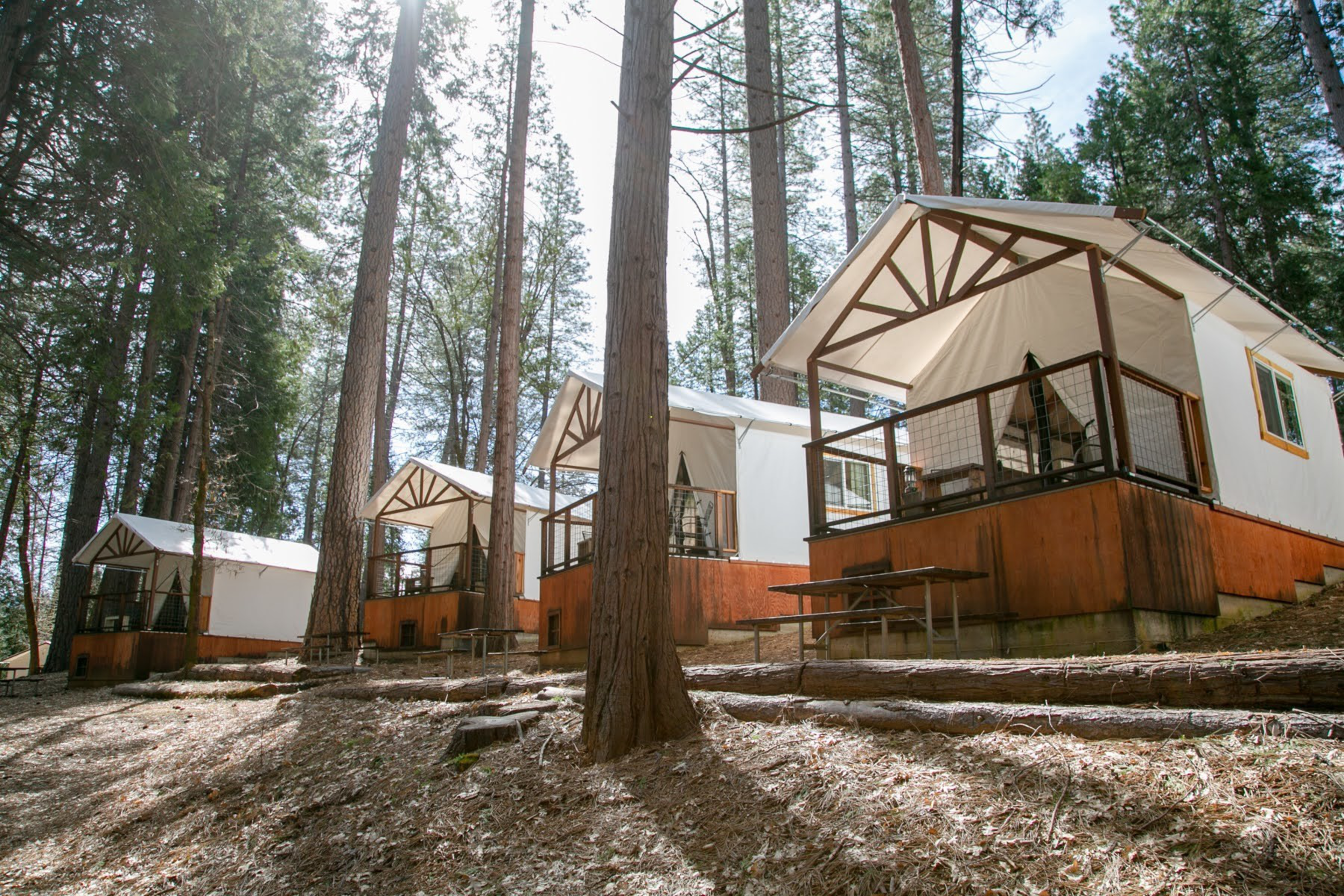 Four elevated canvas tents with wooden decks and railings are nestled among tall pine trees in a forest setting.