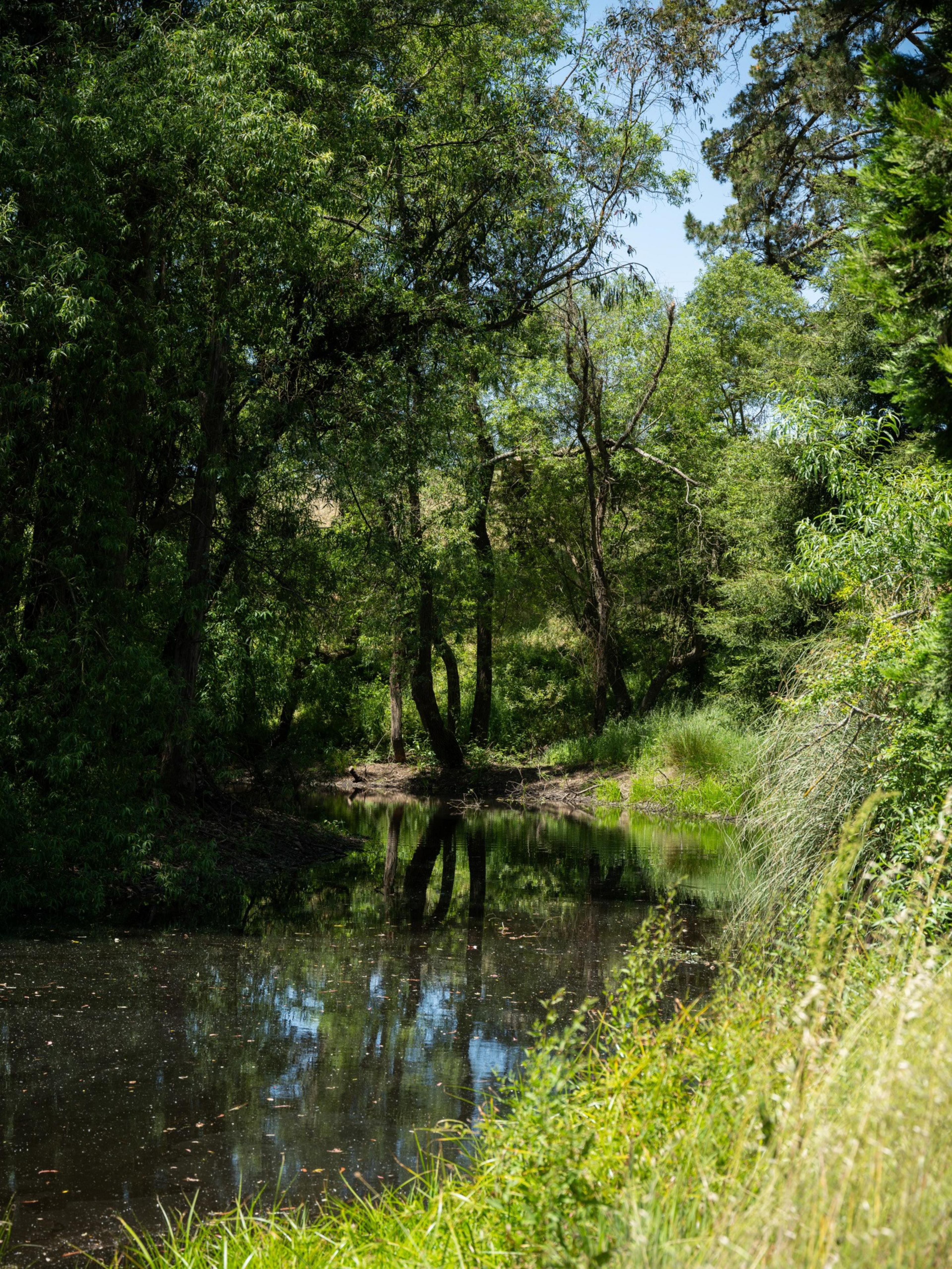 A tranquil forest scene with a reflective pond surrounded by lush green trees and foliage under a clear blue sky.