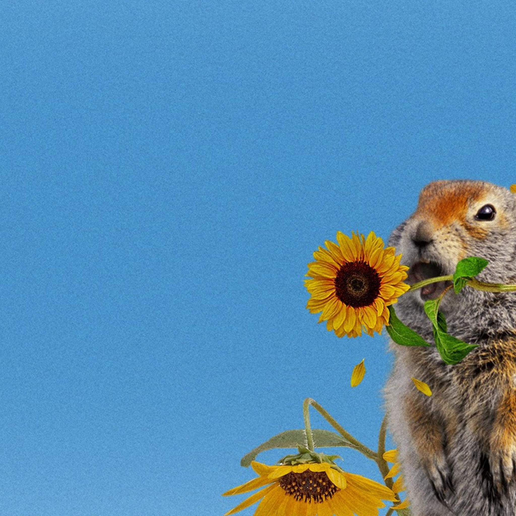 Despite their cuteness, gophers are the mortal enemies of gardeners in the city.