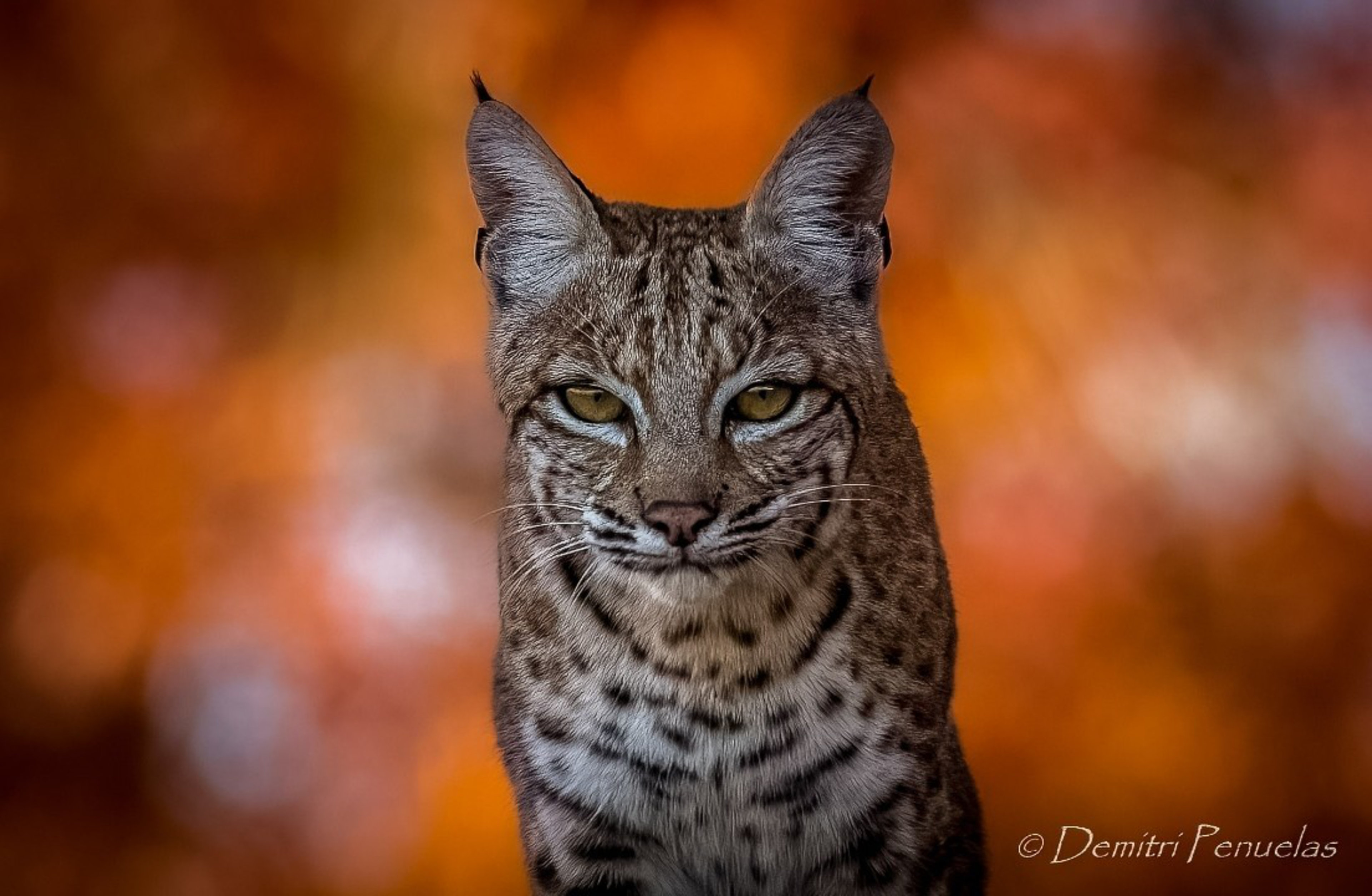 A close-up of a bobcat with sharp yellow eyes, tufted ears, and spotted fur, set against a blurred warm orange autumn background.