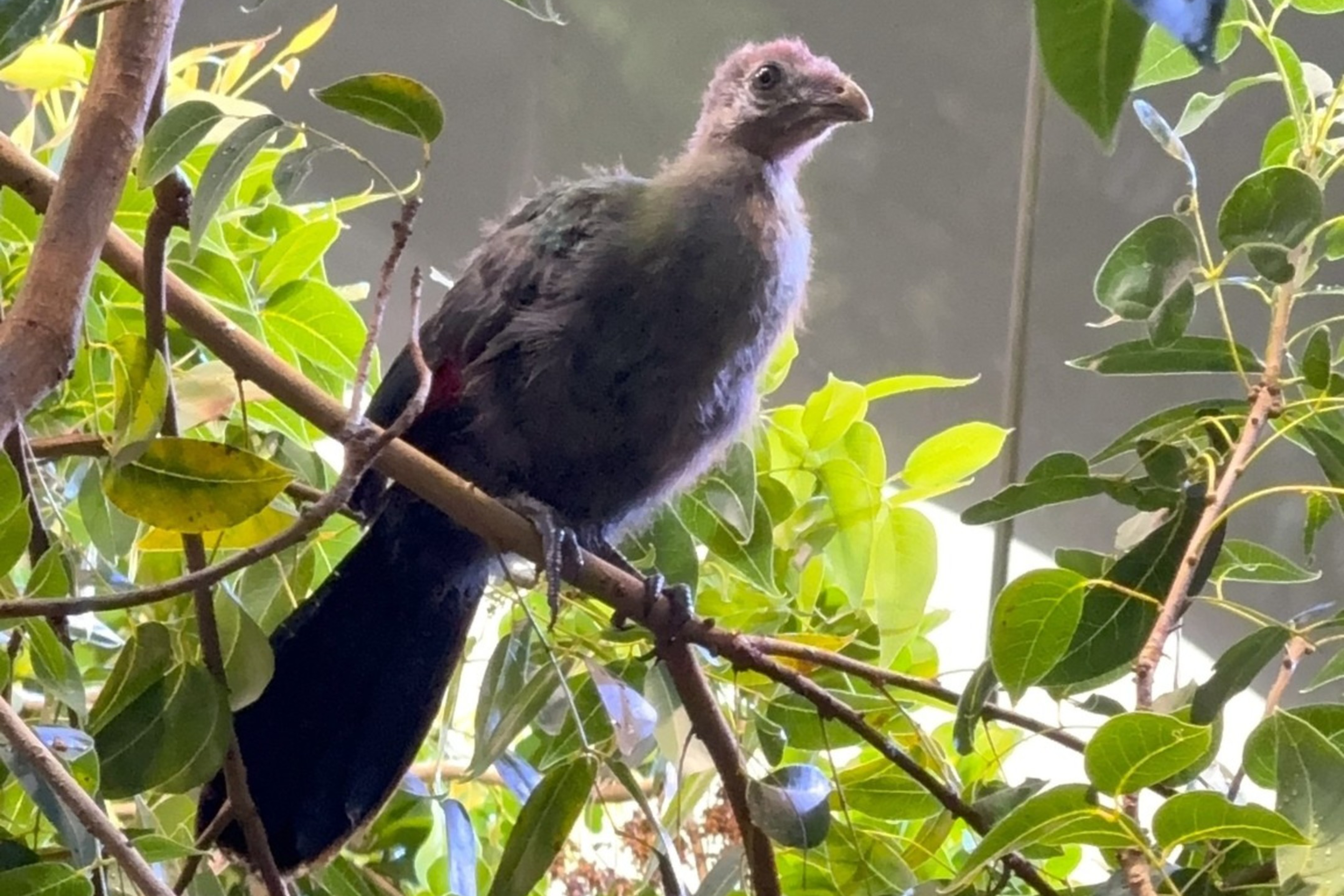 A bird with a long tail sits on a branch amidst lush, green leaves. Its feathers have a subtle sheen, and sunlight filters through the foliage.