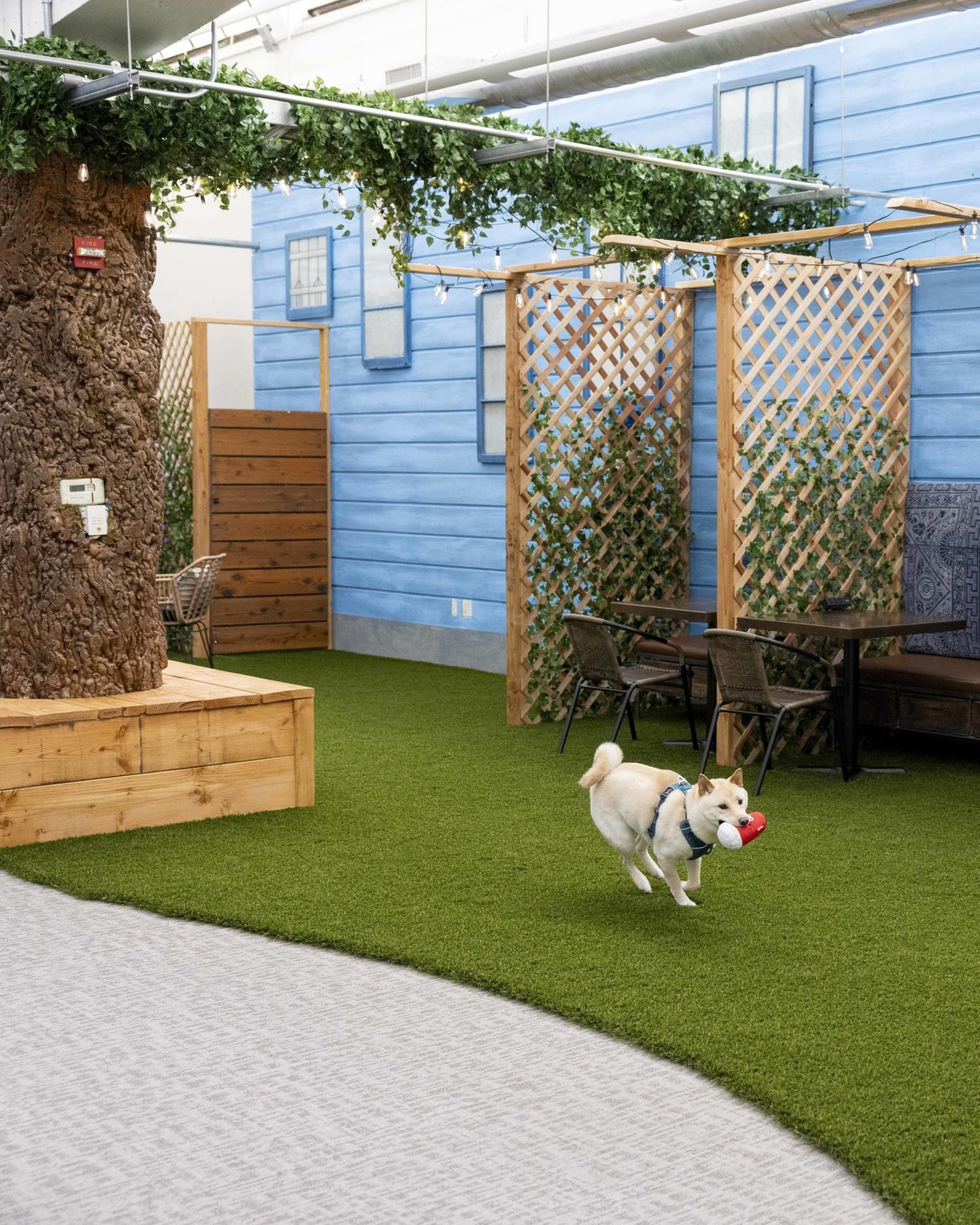 A small dog with a toy runs on artificial grass indoors, surrounded by blue walls, lattice panels, a tree trunk, and seating areas under hanging plants.