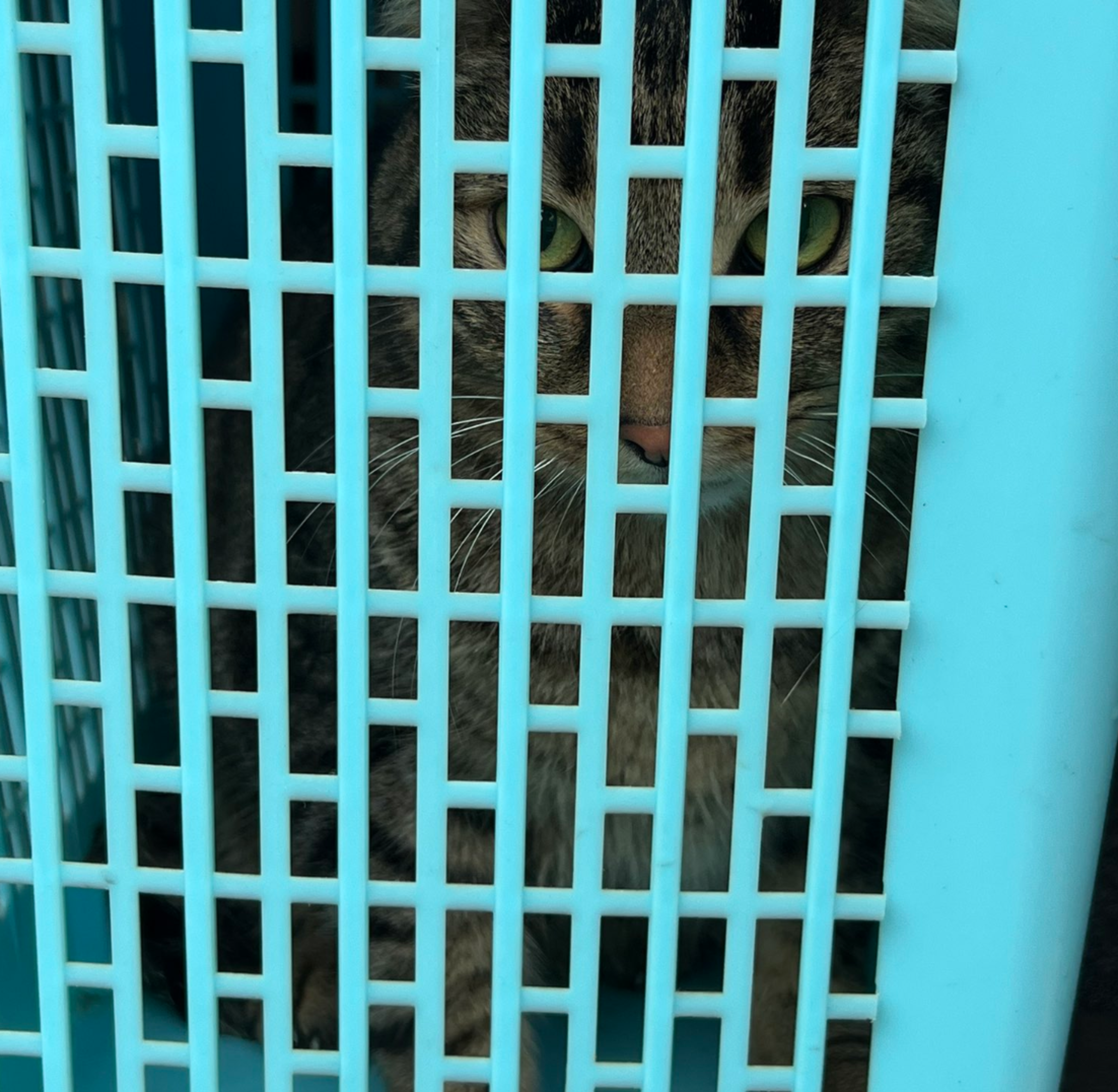 A tabby cat with green eyes is sitting behind the blue plastic grid of a basket or crate, peering through the openings.