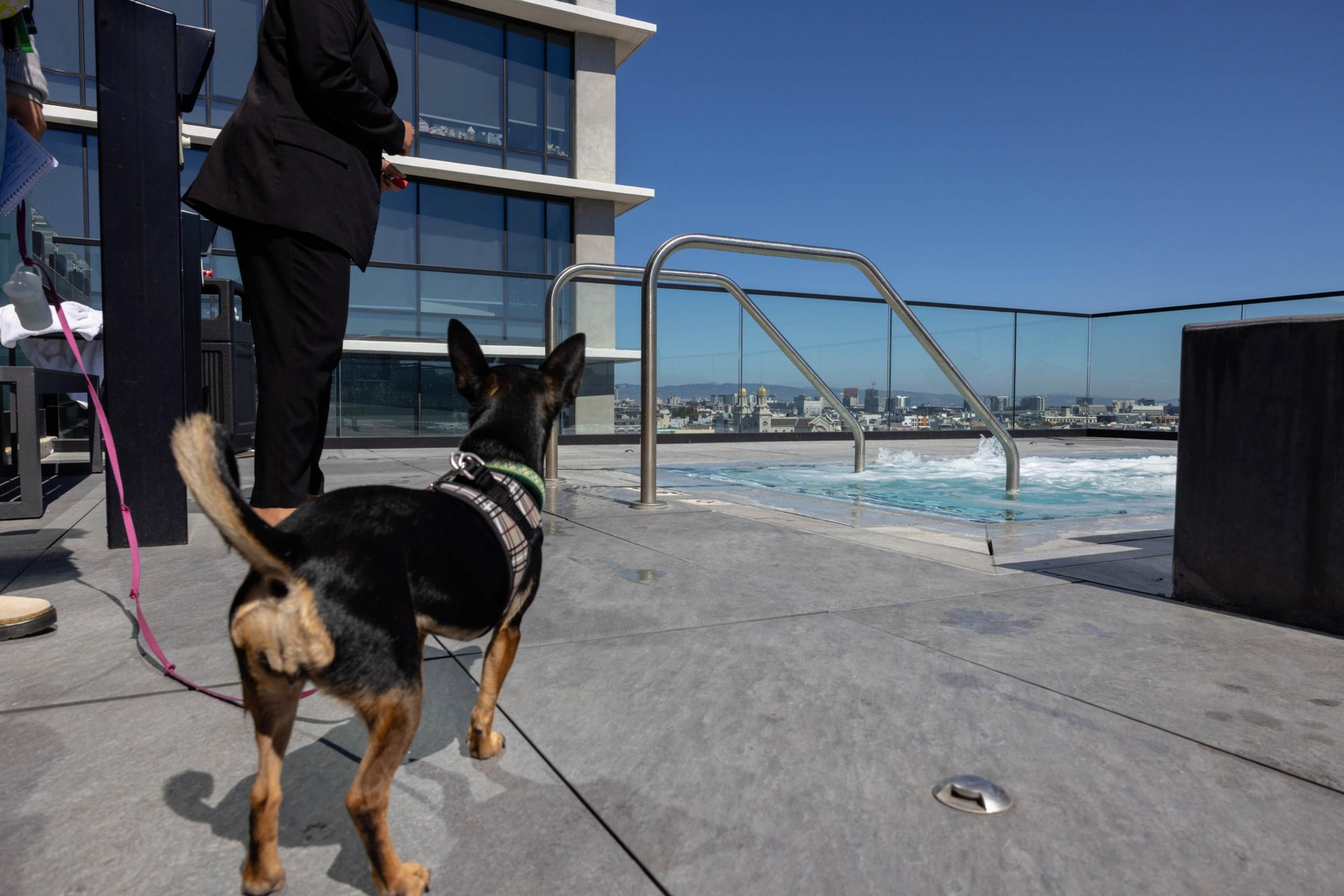 A small dog on a leash stands on a rooftop patio near a woman in a black suit, looking toward a hot tub with a city skyline in the background.