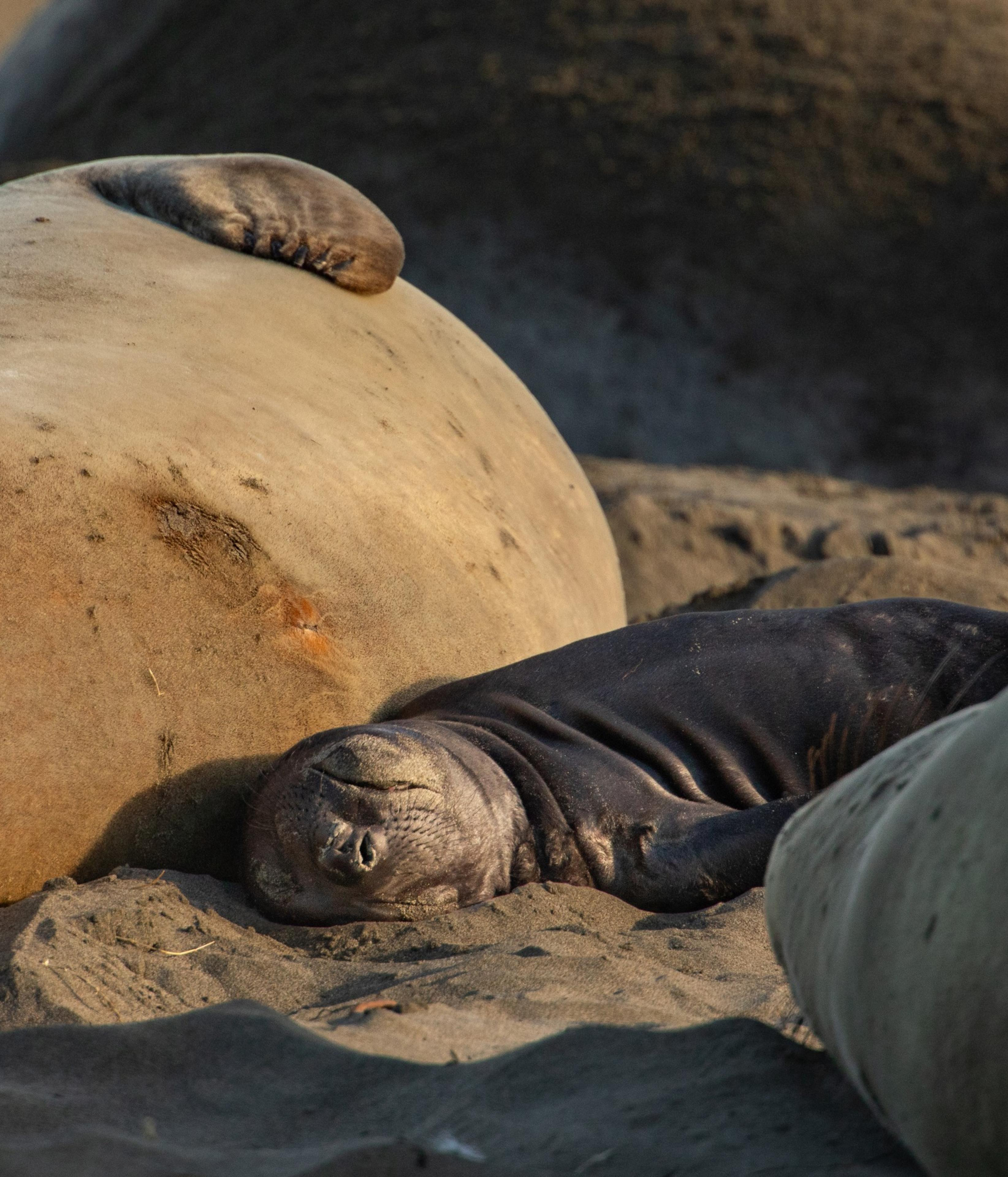 A young seal lies on sandy ground, eyes closed and relaxed, surrounded by larger seals. Their smooth, wrinkled bodies blend with the sandy background.