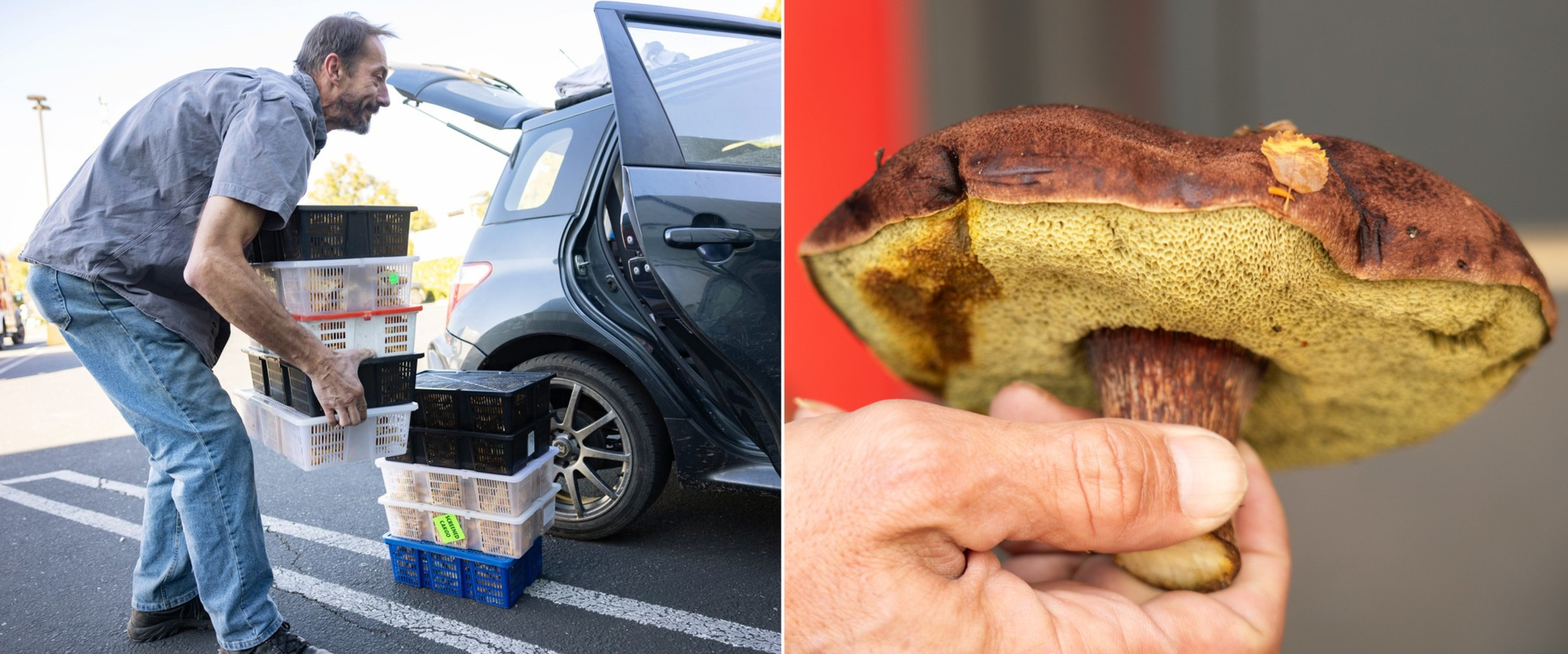Two photos side by side of Max Hunter carrying bins of mushrooms and a tight detail photo of a wild mushroom being held at the stem.