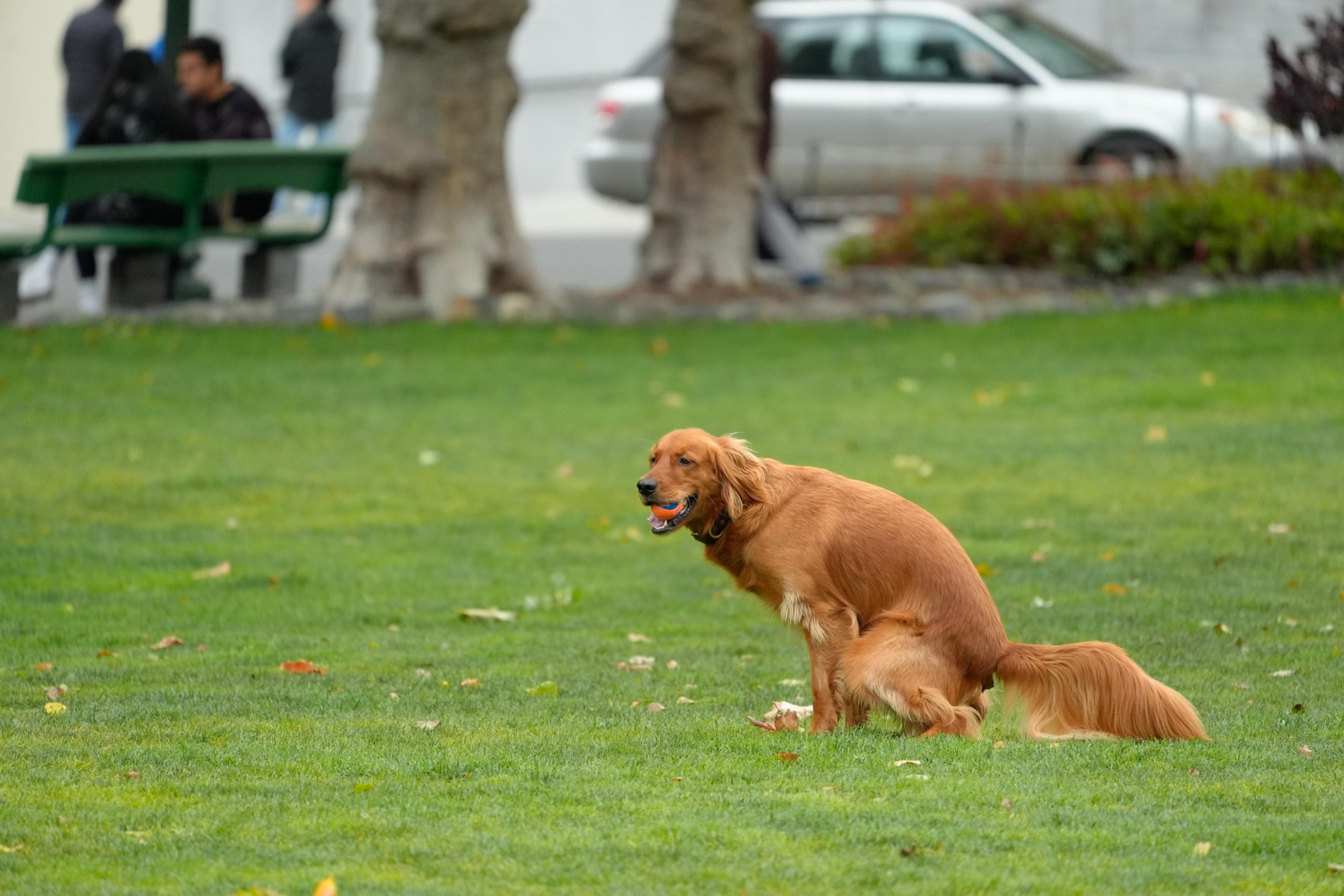 A golden retriever is relieving itself in a grassy park, with a car and some people sitting on a bench in the background.