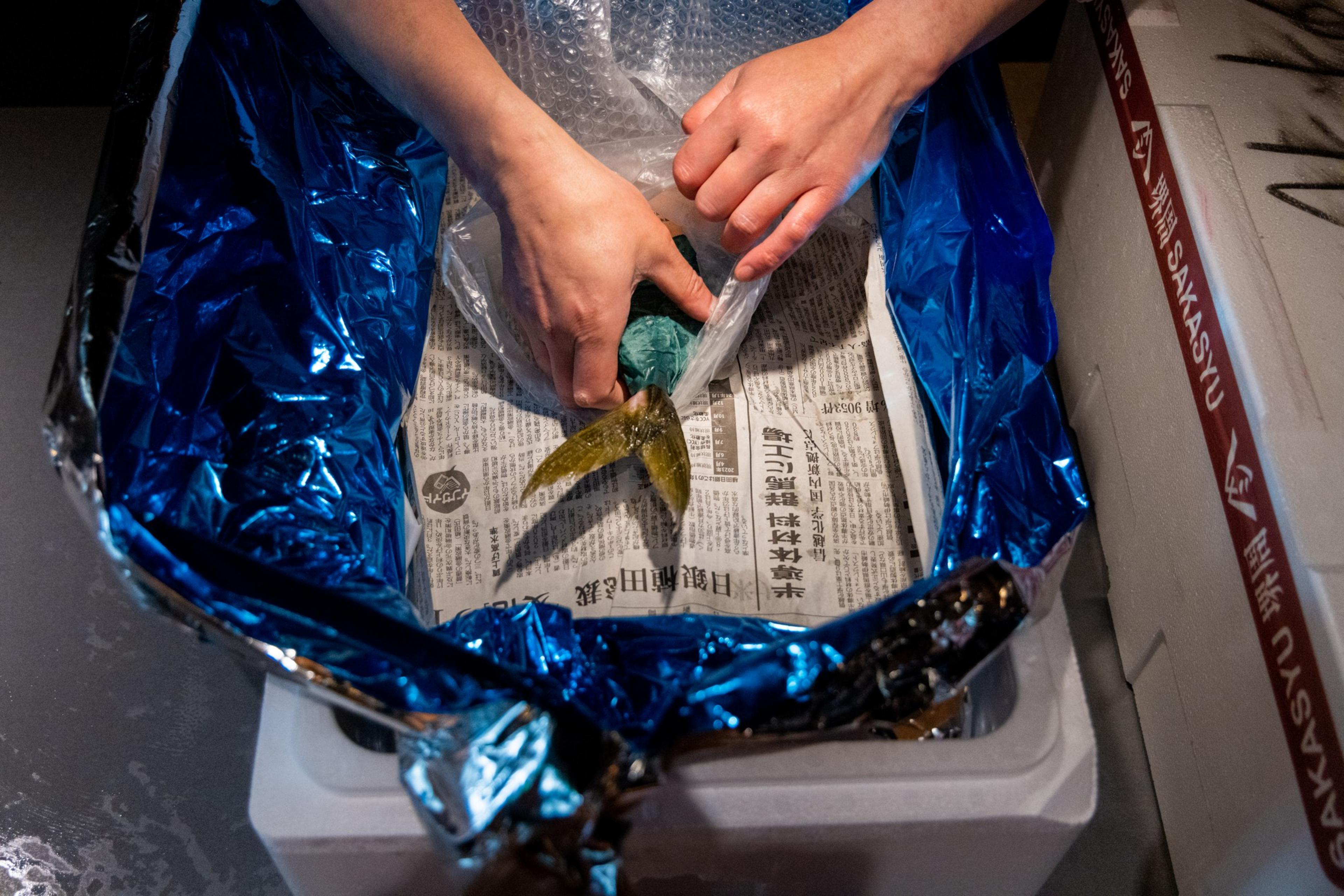 Two hands are carefully packaging a greenish-yellow fish in bubble wrap on top of a piece of newspaper inside a blue-foil lined container.