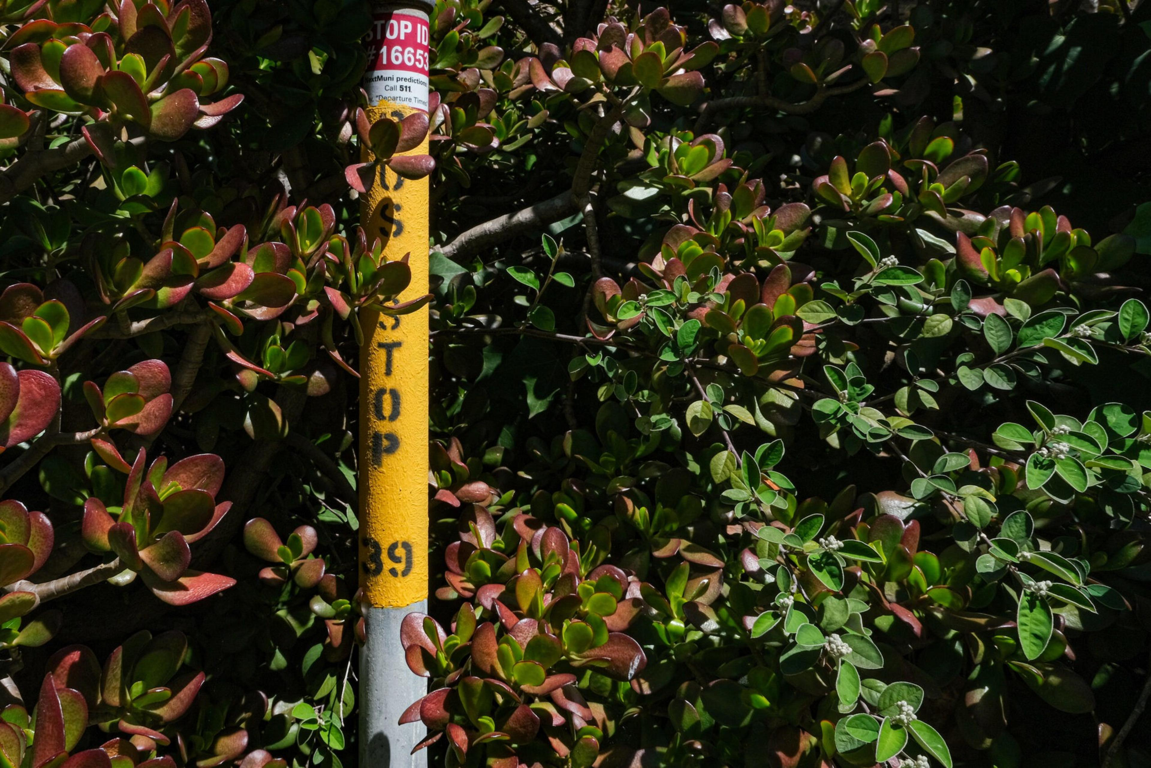A yellow and gray pole marked "STOP 39" stands amidst dense green and reddish-leafed bushes.