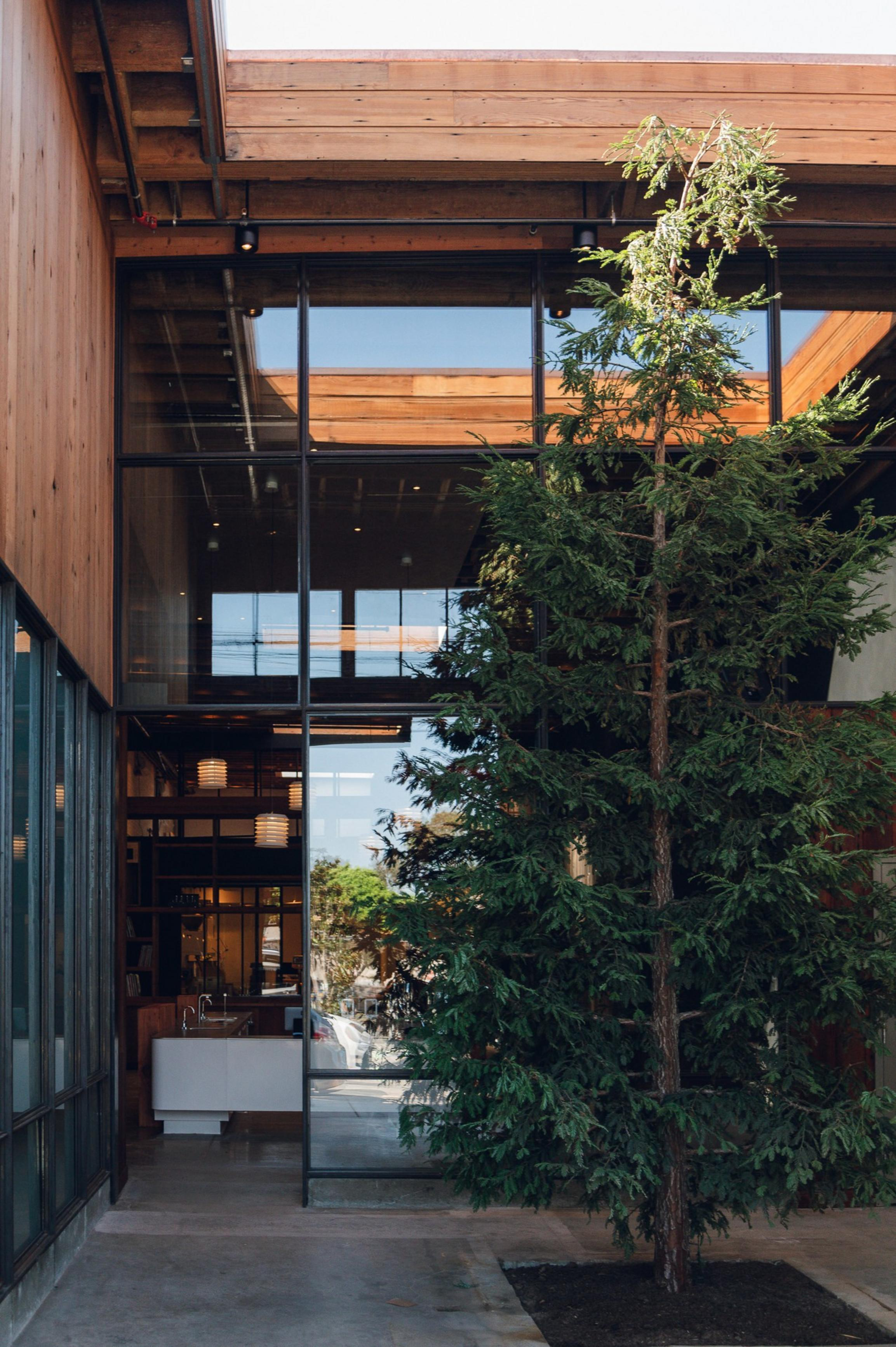 A tall evergreen tree grows inside a modern courtyard with glass walls and wooden ceiling beams, blending nature with architecture.