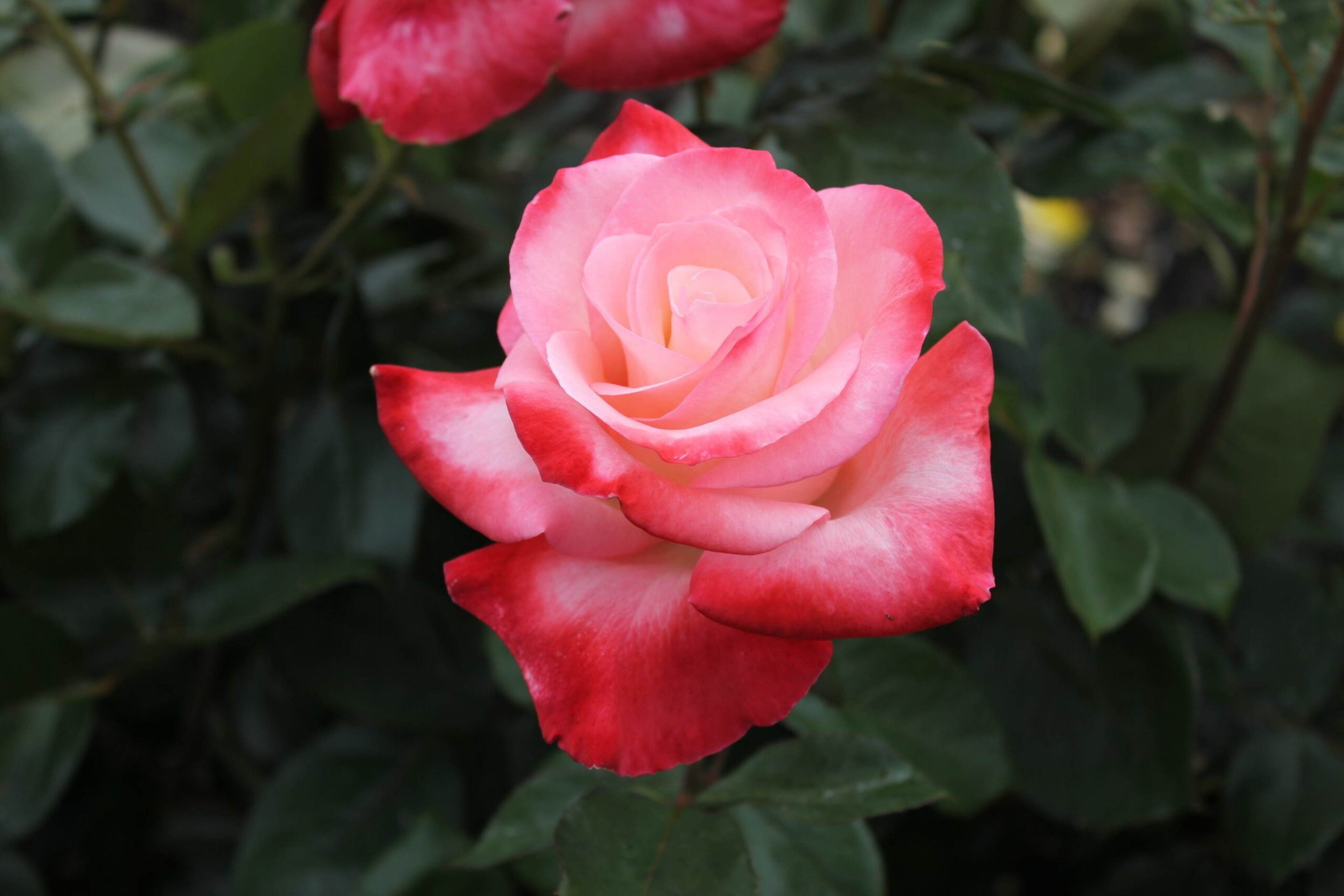 A pink and red rose with soft petals blooms against a backdrop of dark green leaves and stems.
