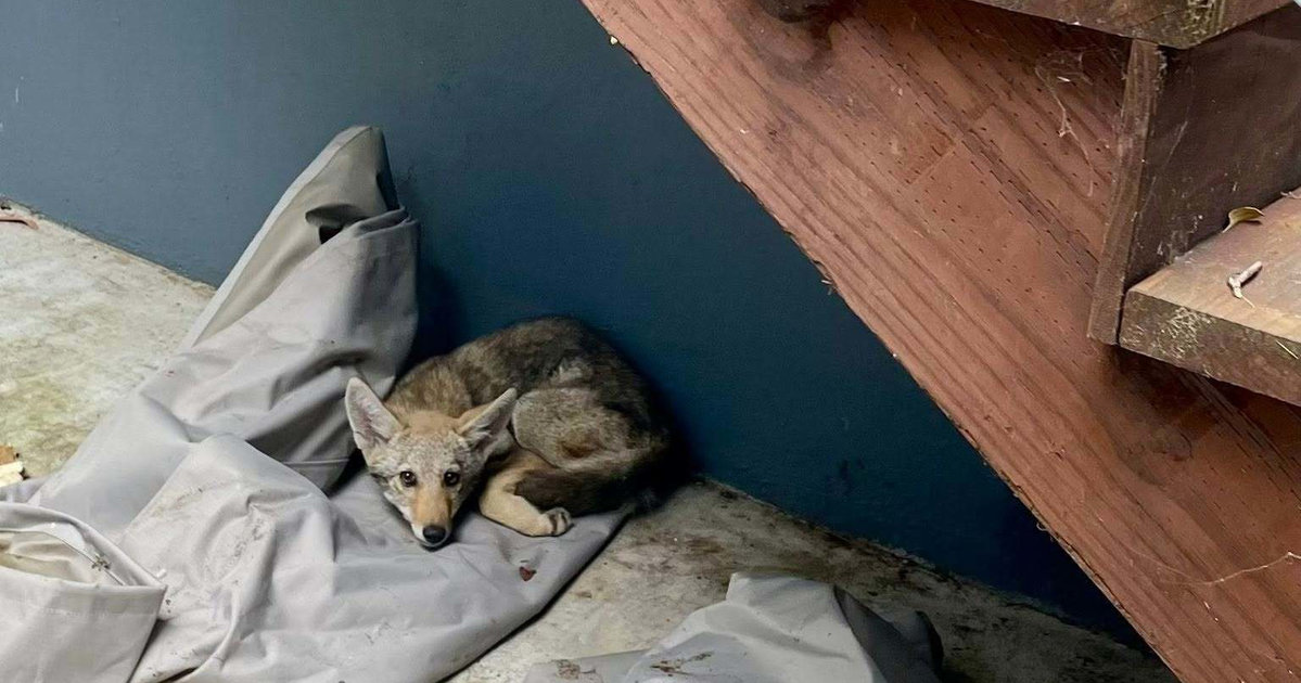 Home alone: A coyote pup spent four days trapped and scared in an SF backyard