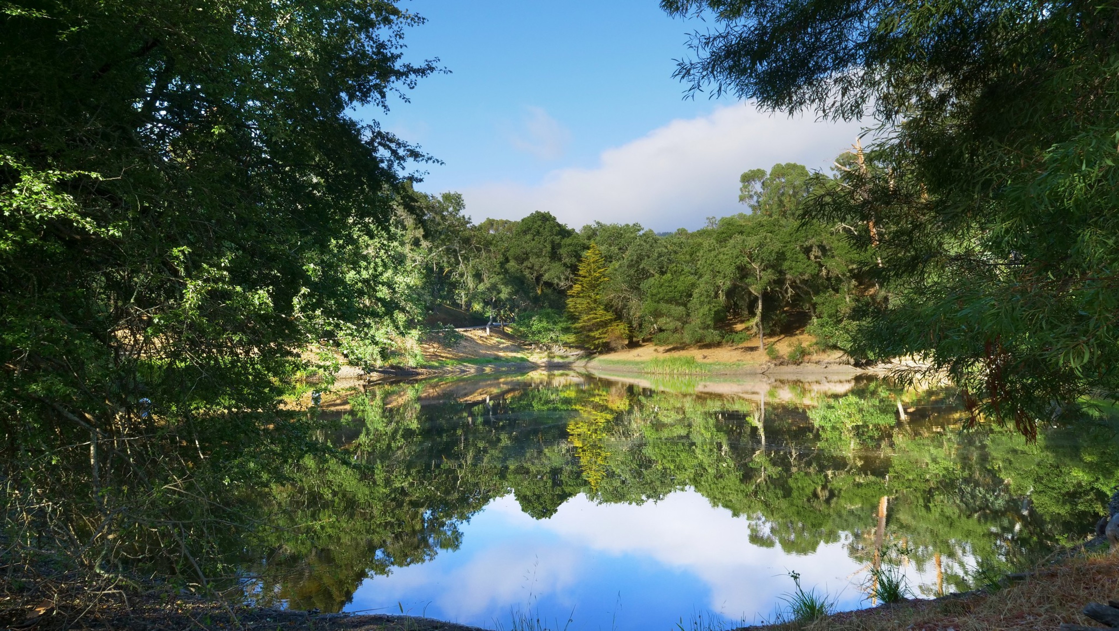 A massive pond with trees. 