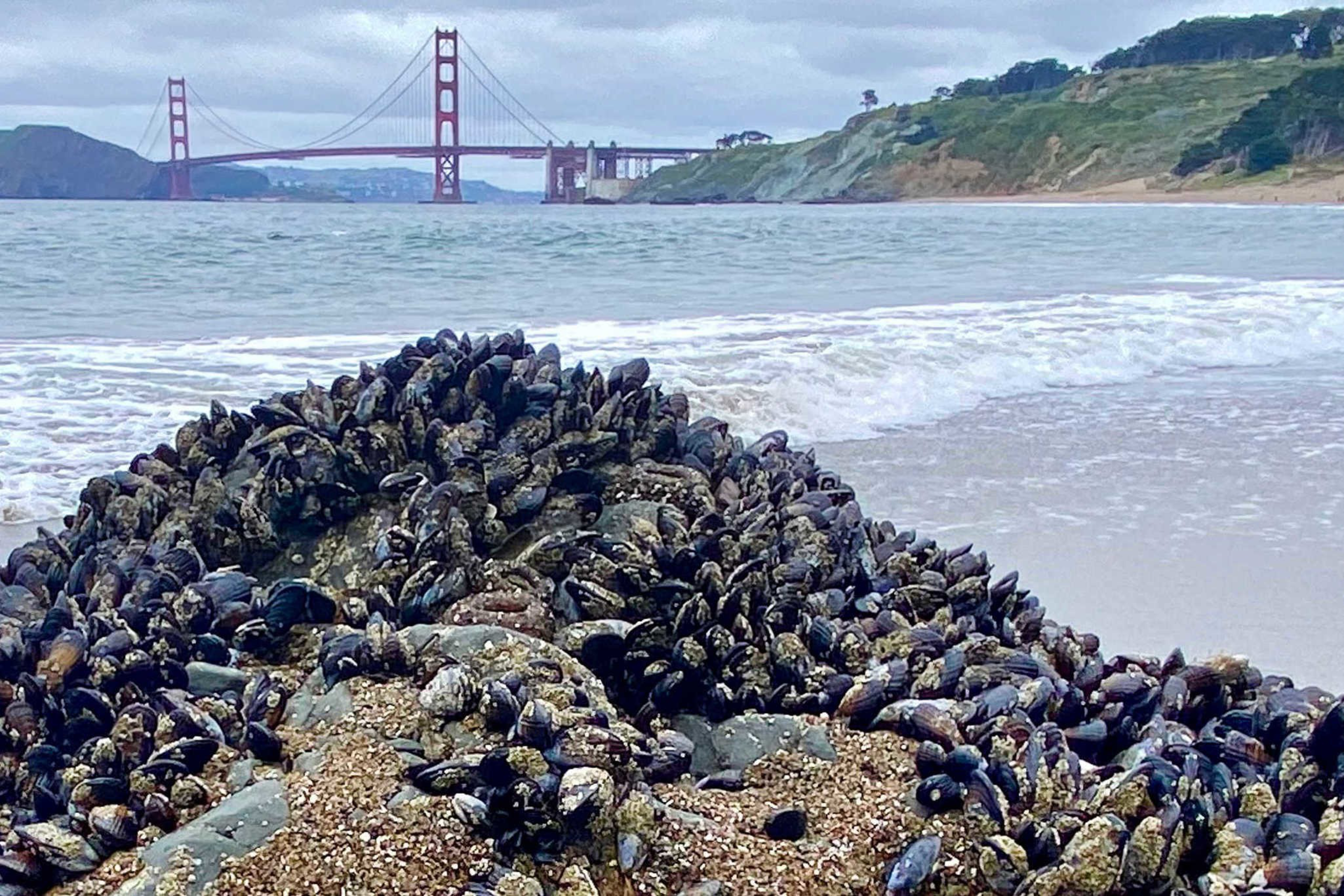 A rocky shore covered in dark mussels with gentle waves and the Golden Gate Bridge visible in the misty background.