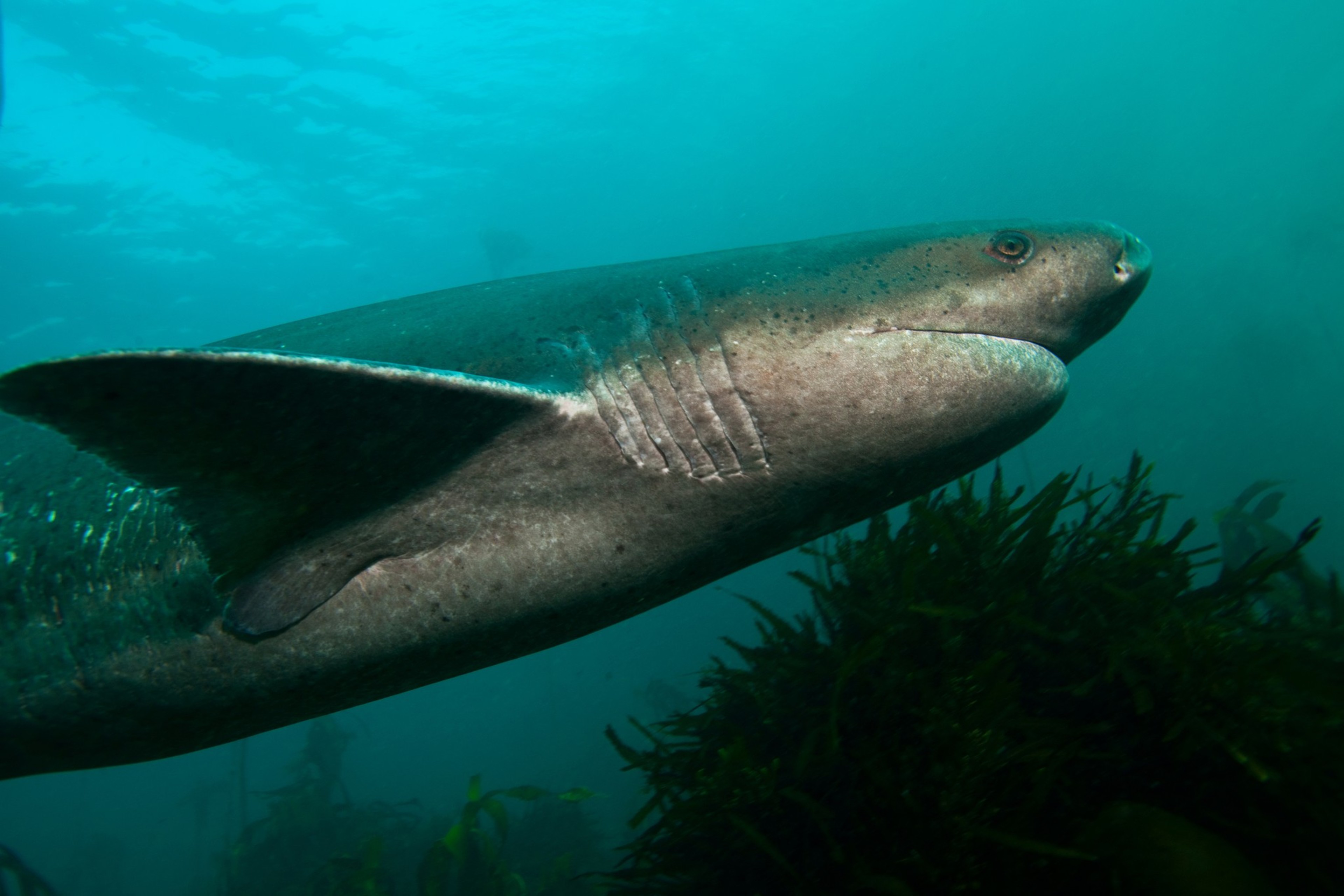 A large Greenland shark swims gracefully through a deep, murky blue-green sea, its sleek body gliding past dark underwater vegetation.